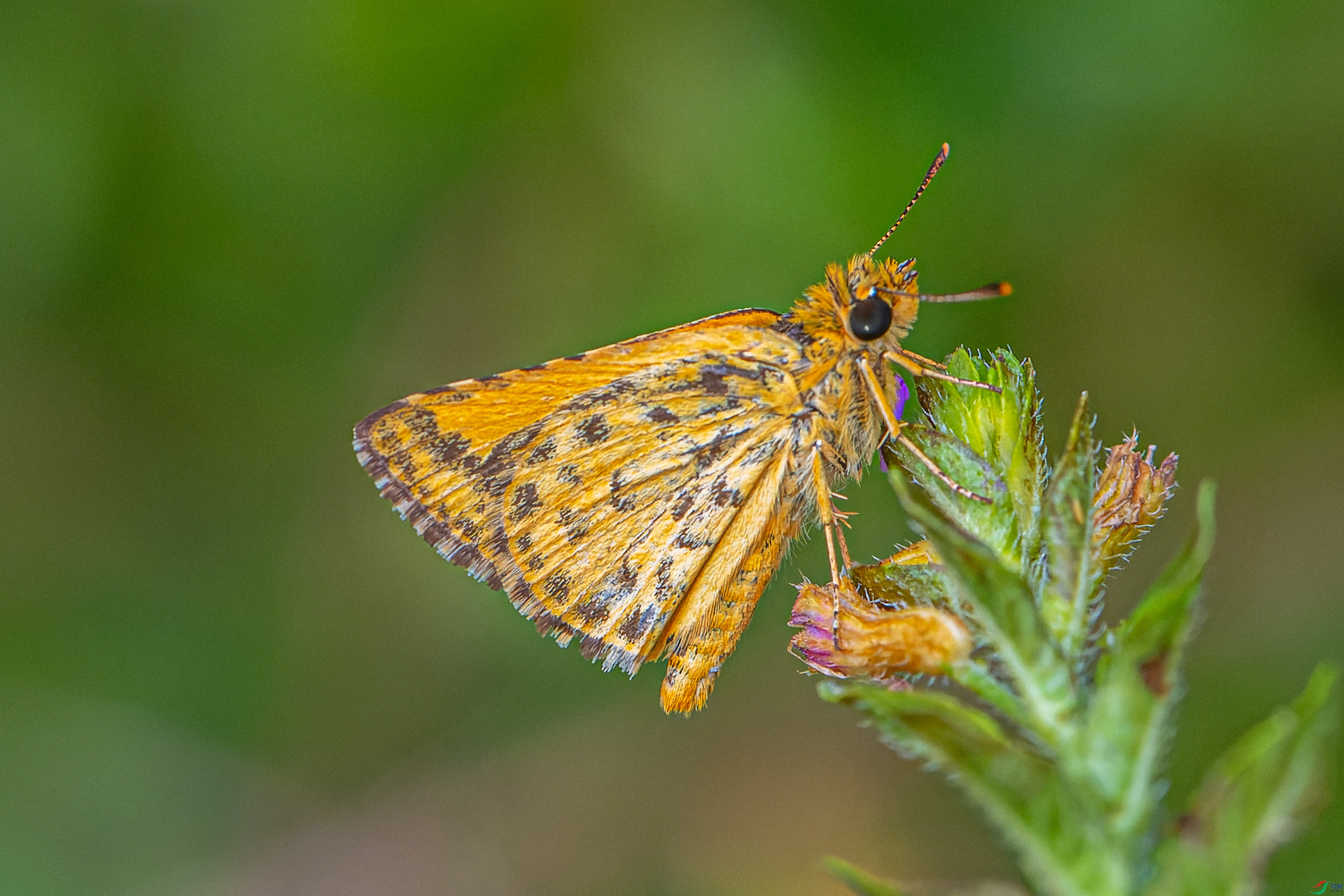 DSC_8134.JPG
