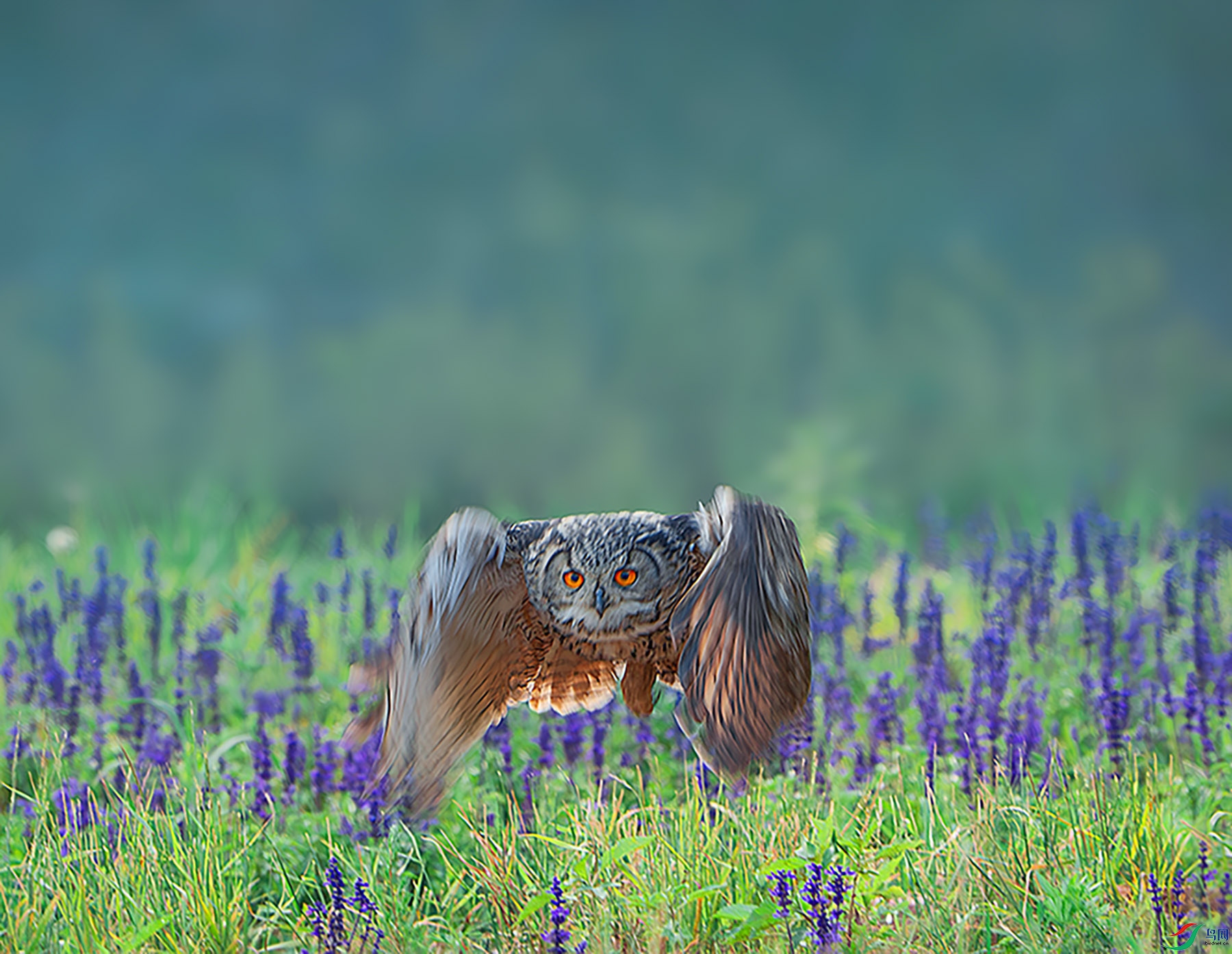 _DSC1946-����ǿ-NR ����.jpg