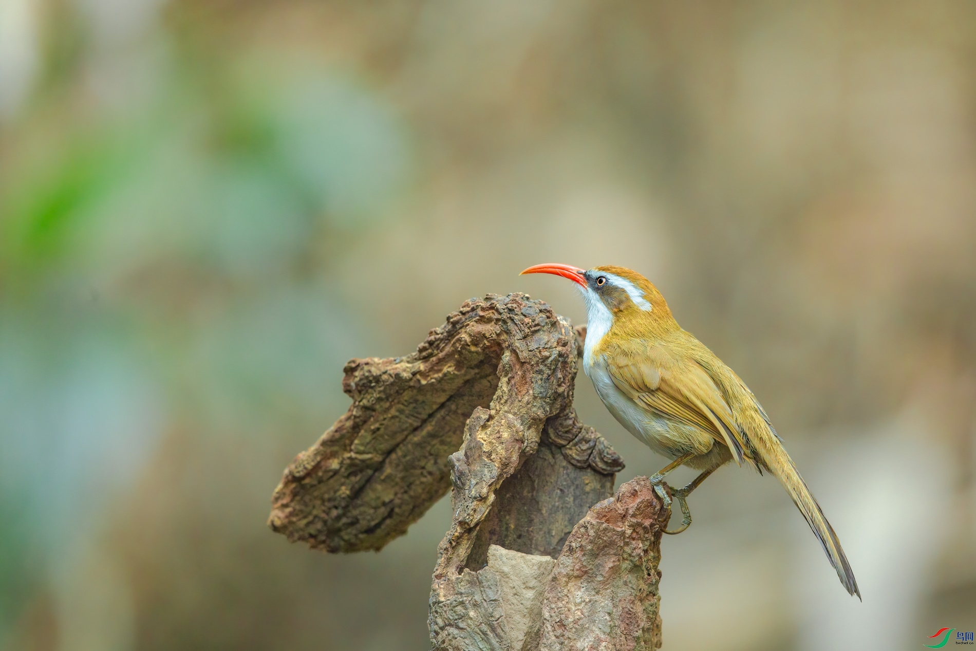 a_71602-1.jpg