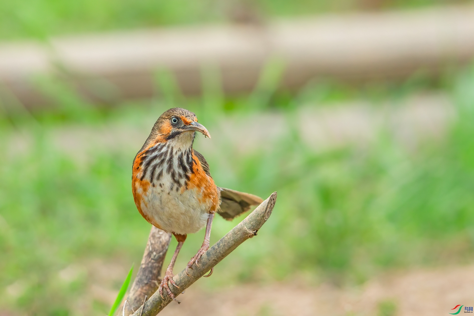 a_49617-1.jpg