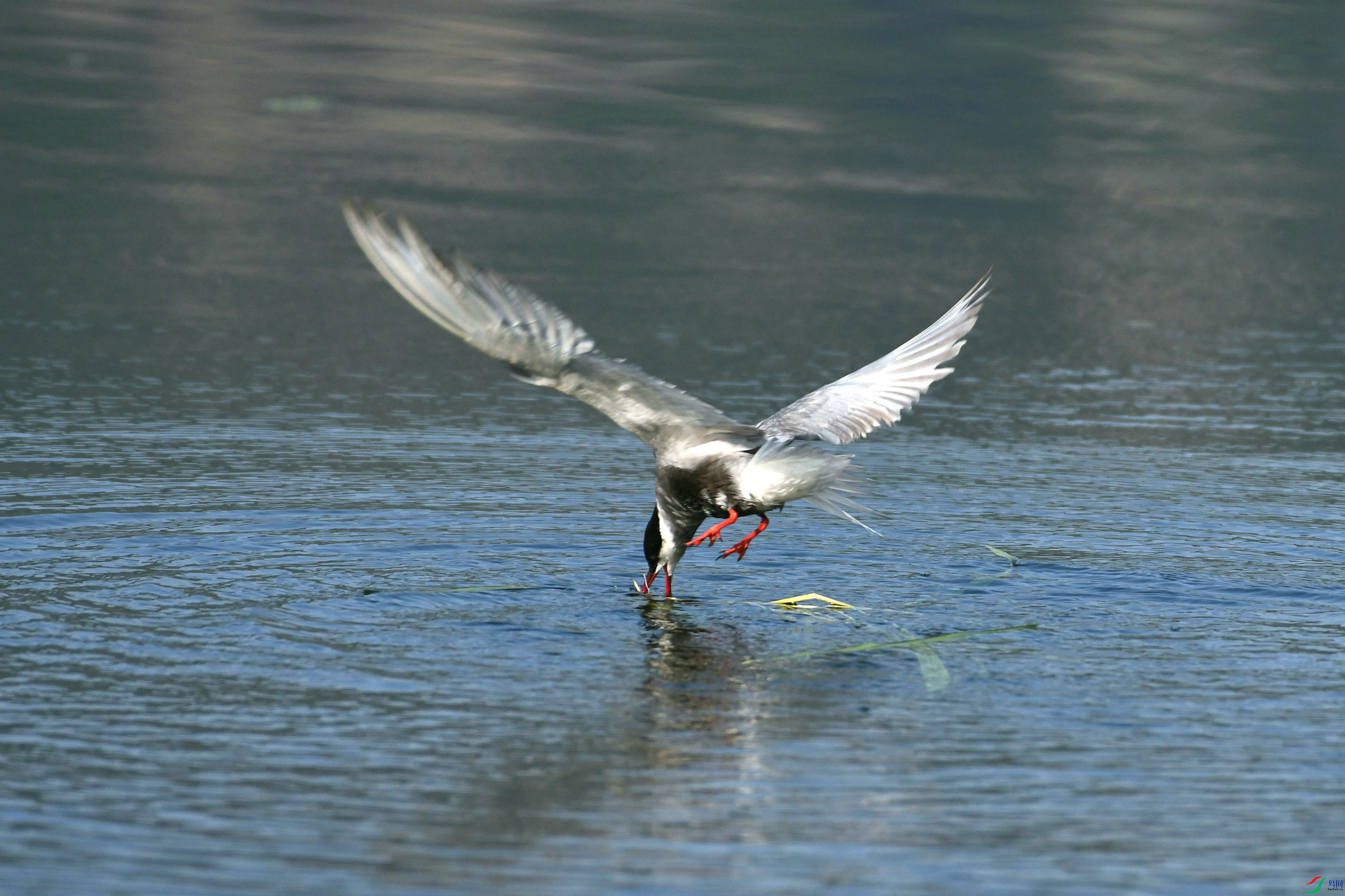 DSC_4855.JPG
