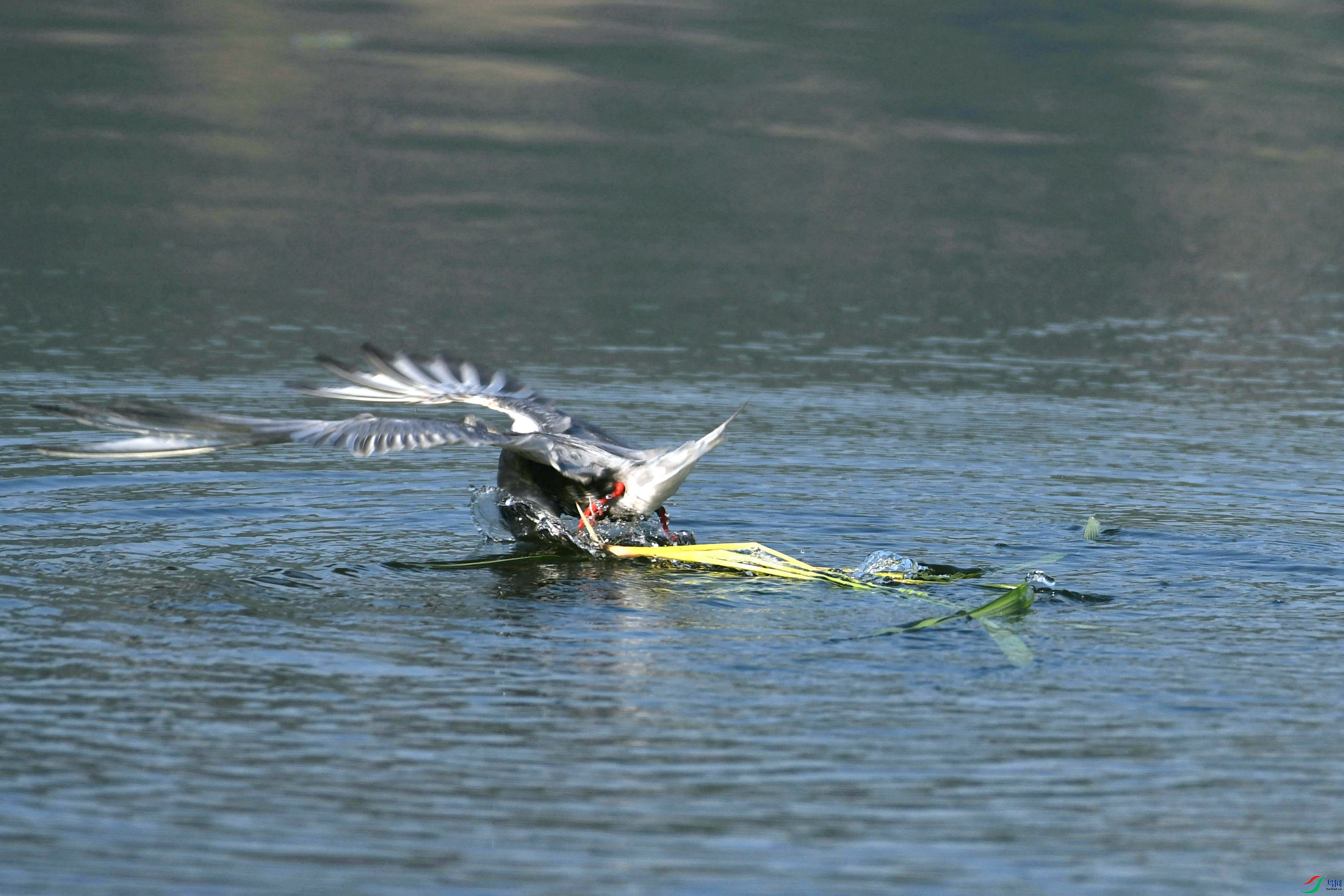 DSC_4856.JPG