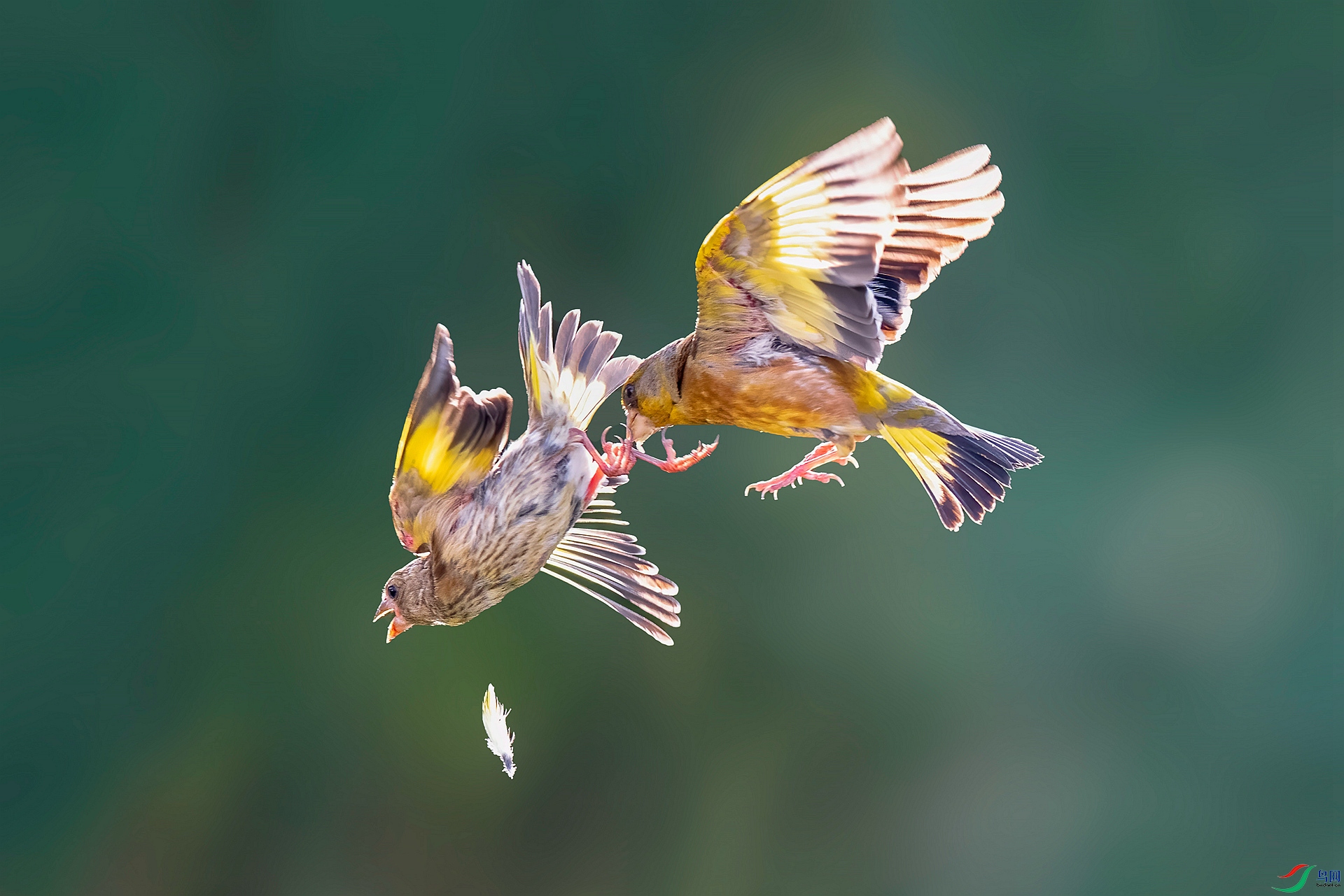 DSC_4983 ����_����.jpg