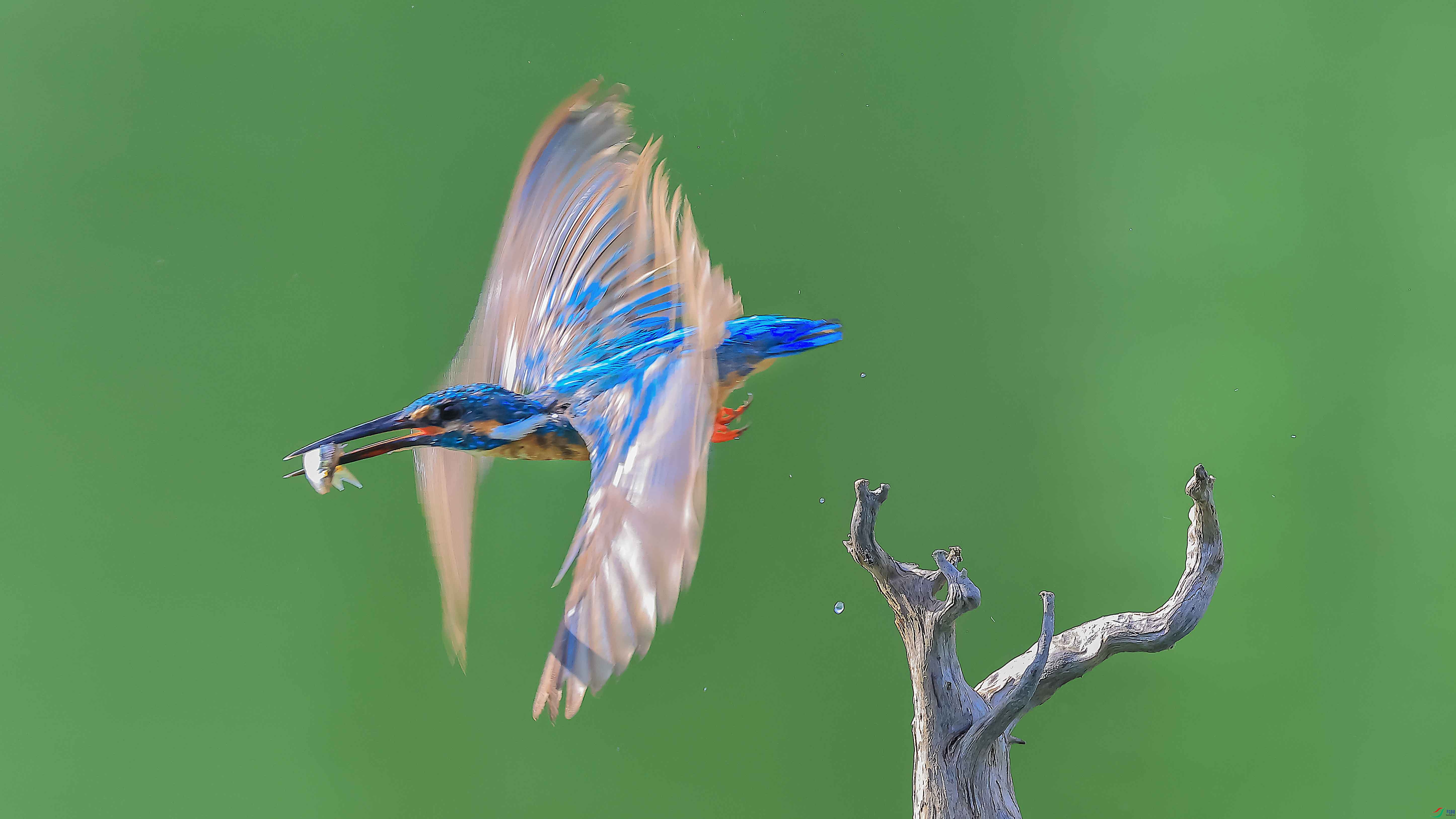 5Z0A3266 ����.jpg