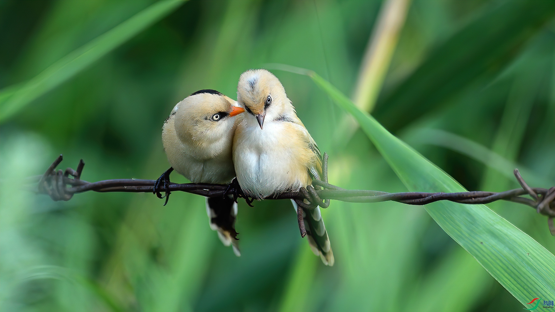 Picture 6195200-1.jpg