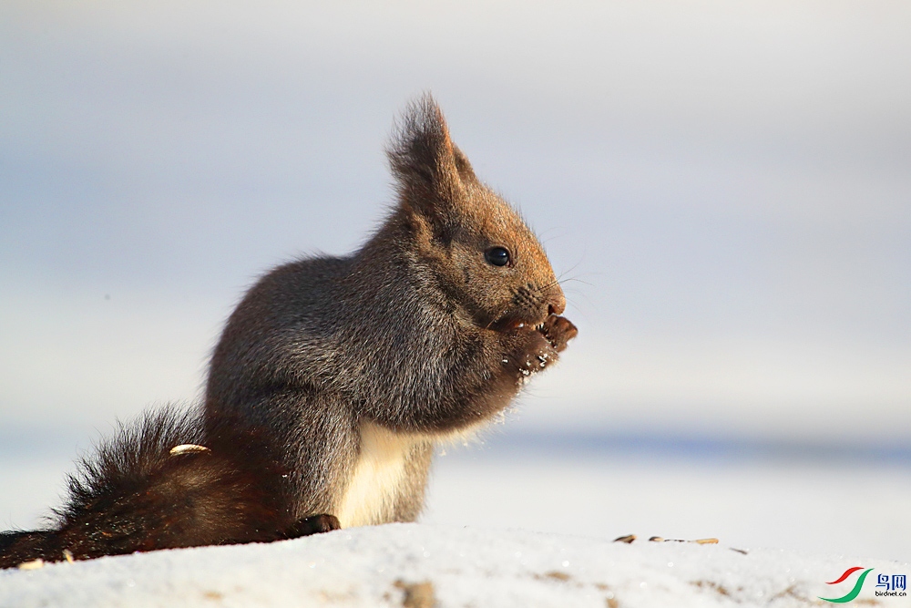 A46I0003 - ���� - ����.jpg