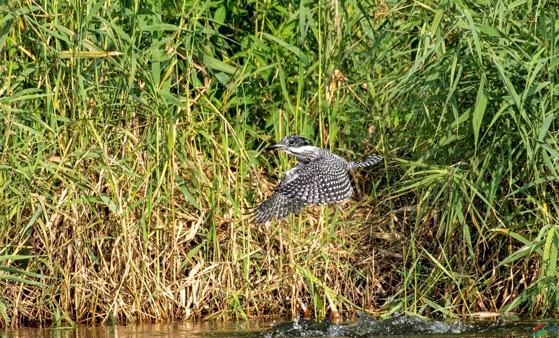 DSC_8764.jpg