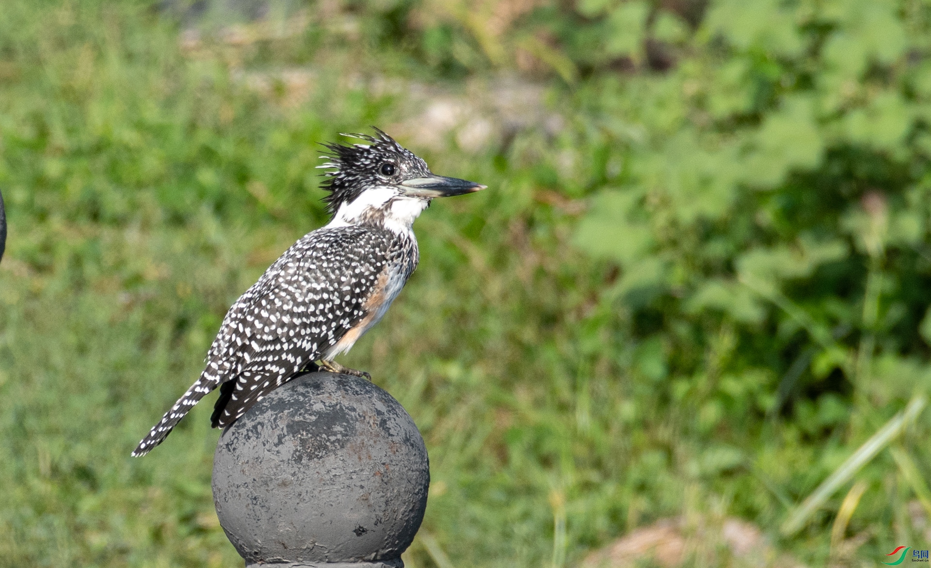 DSC_9038.jpg