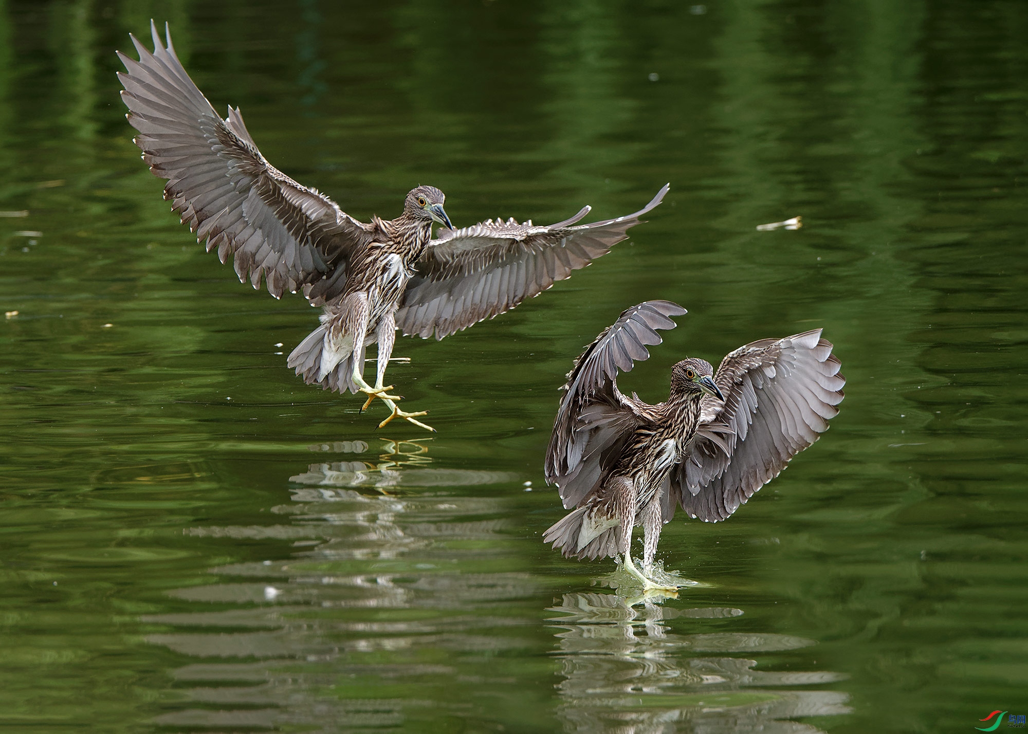 DSC_9844a.jpg