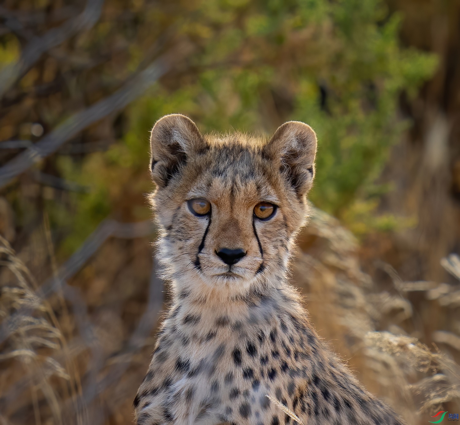 DSC01441-denoise-denoise (1).jpg