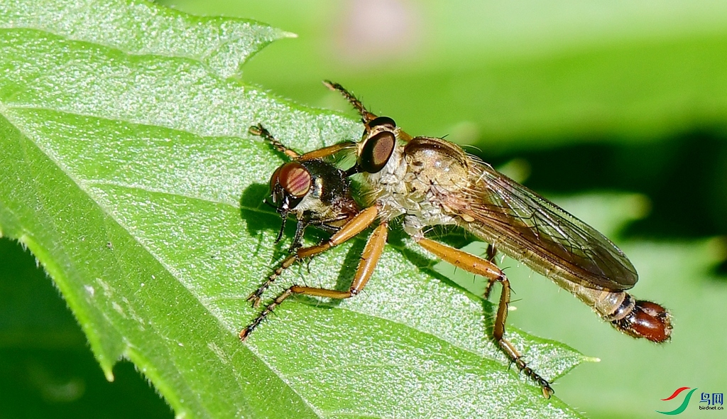 CFH_4376_����.jpg