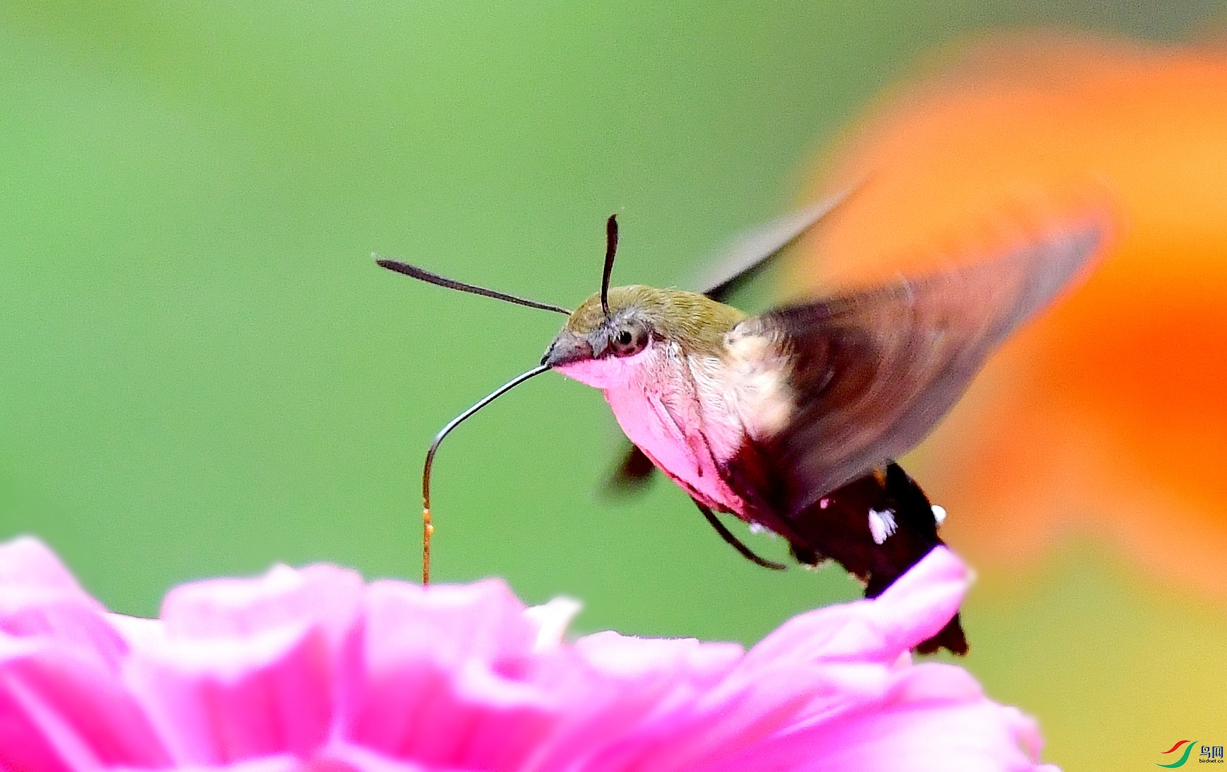 DSC_4936_conew2.jpg