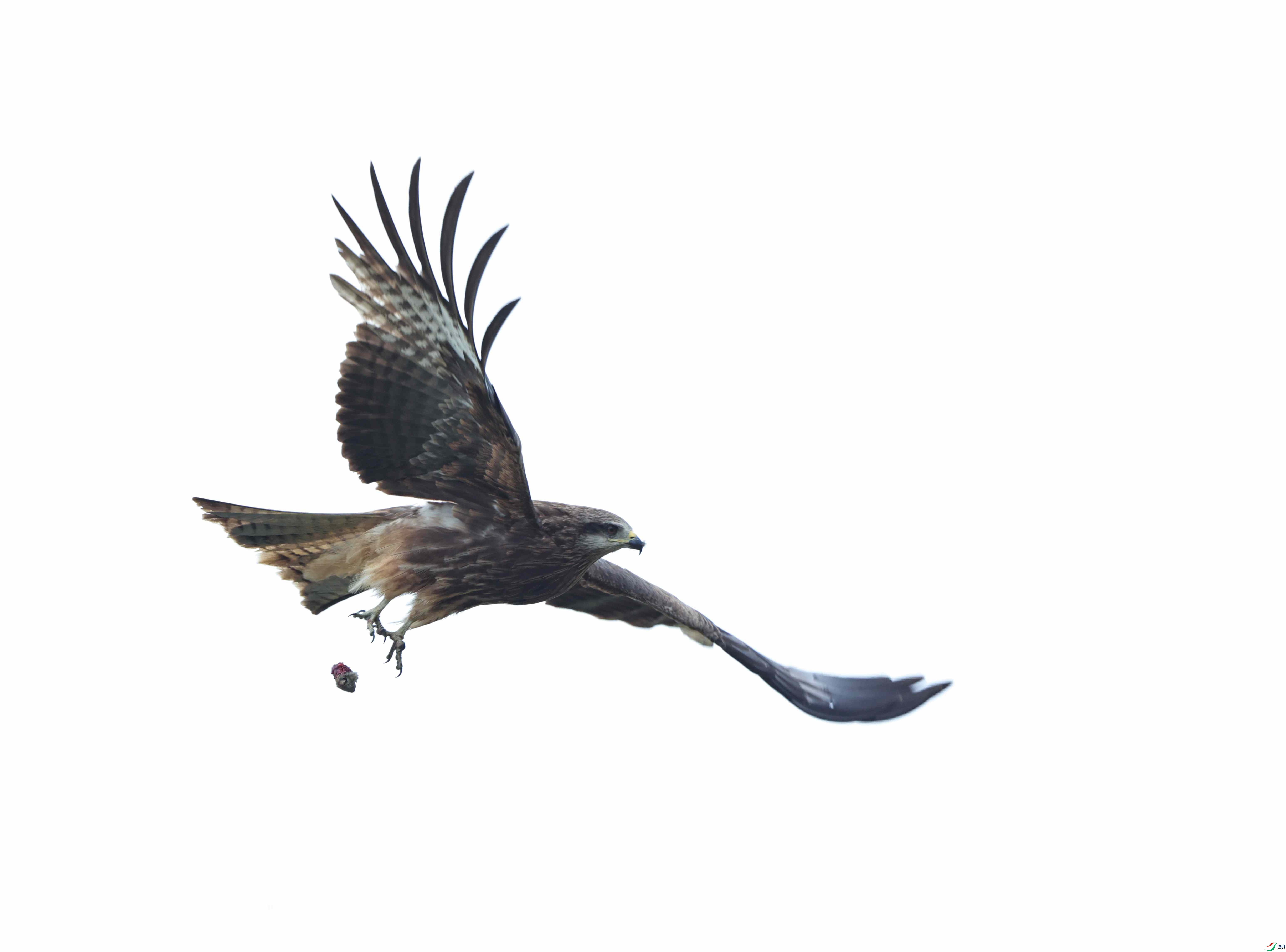 7X5A6883 - ����.JPG