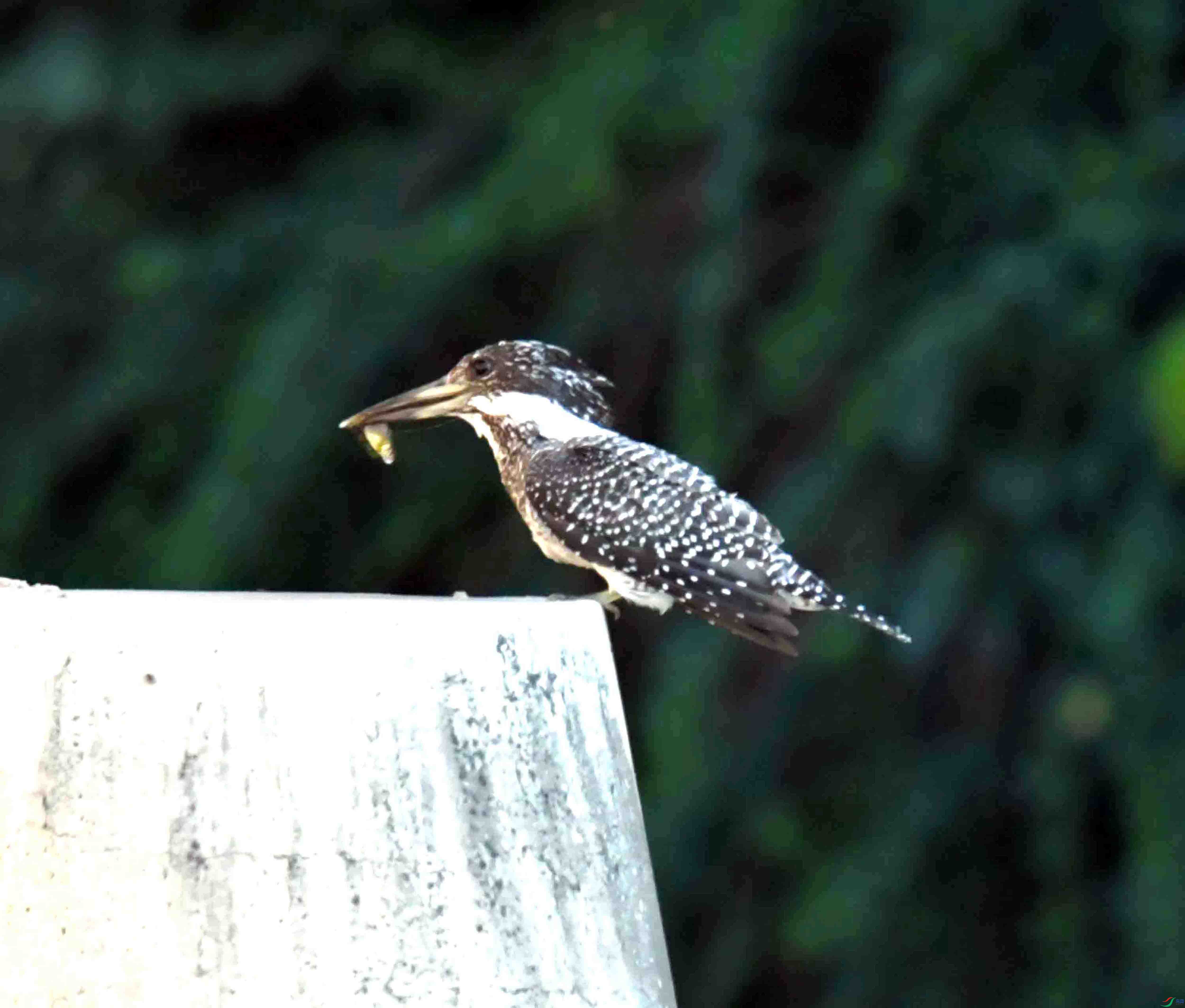 DSC_2326.JPG