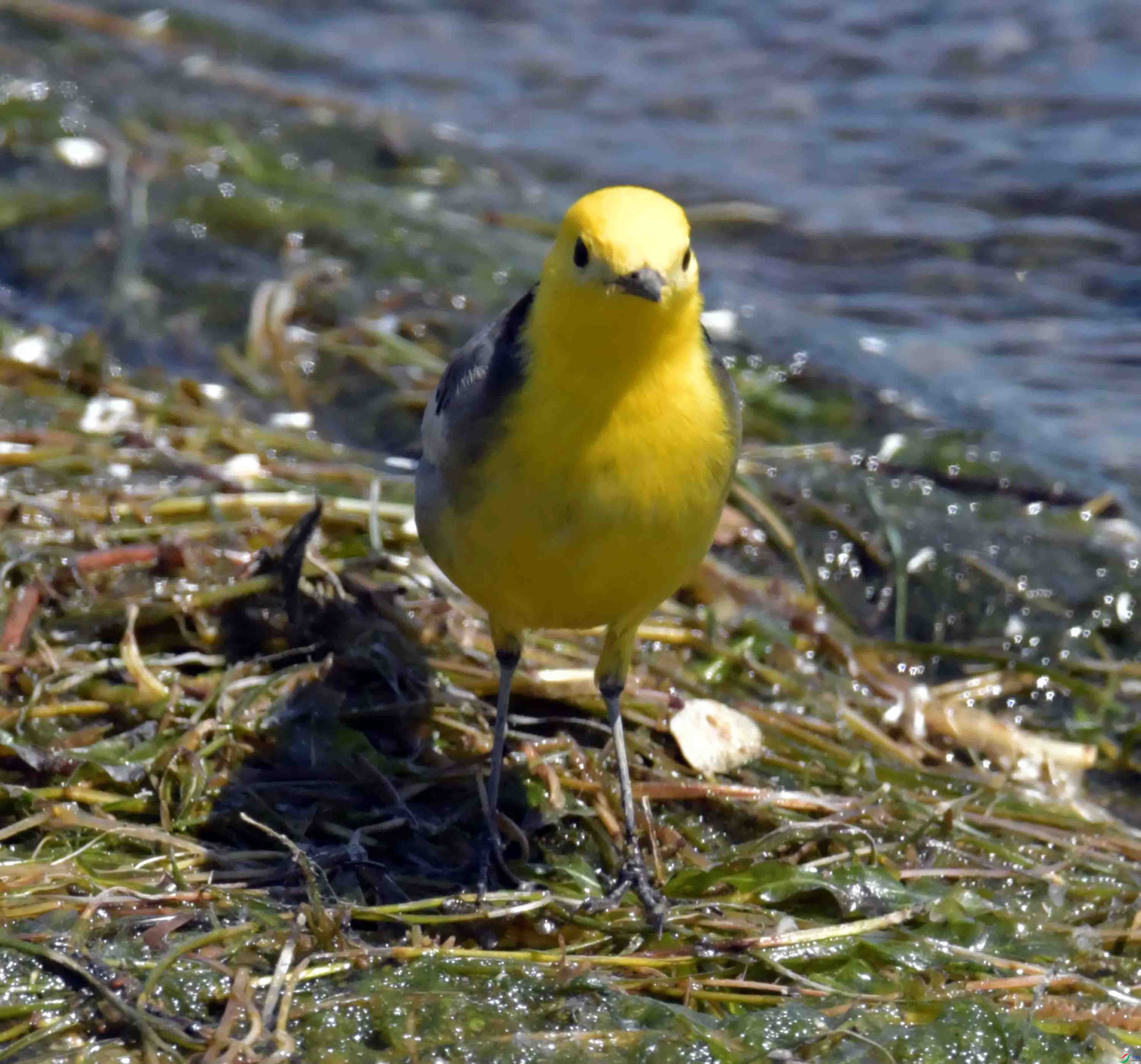 DSC_0214.JPG