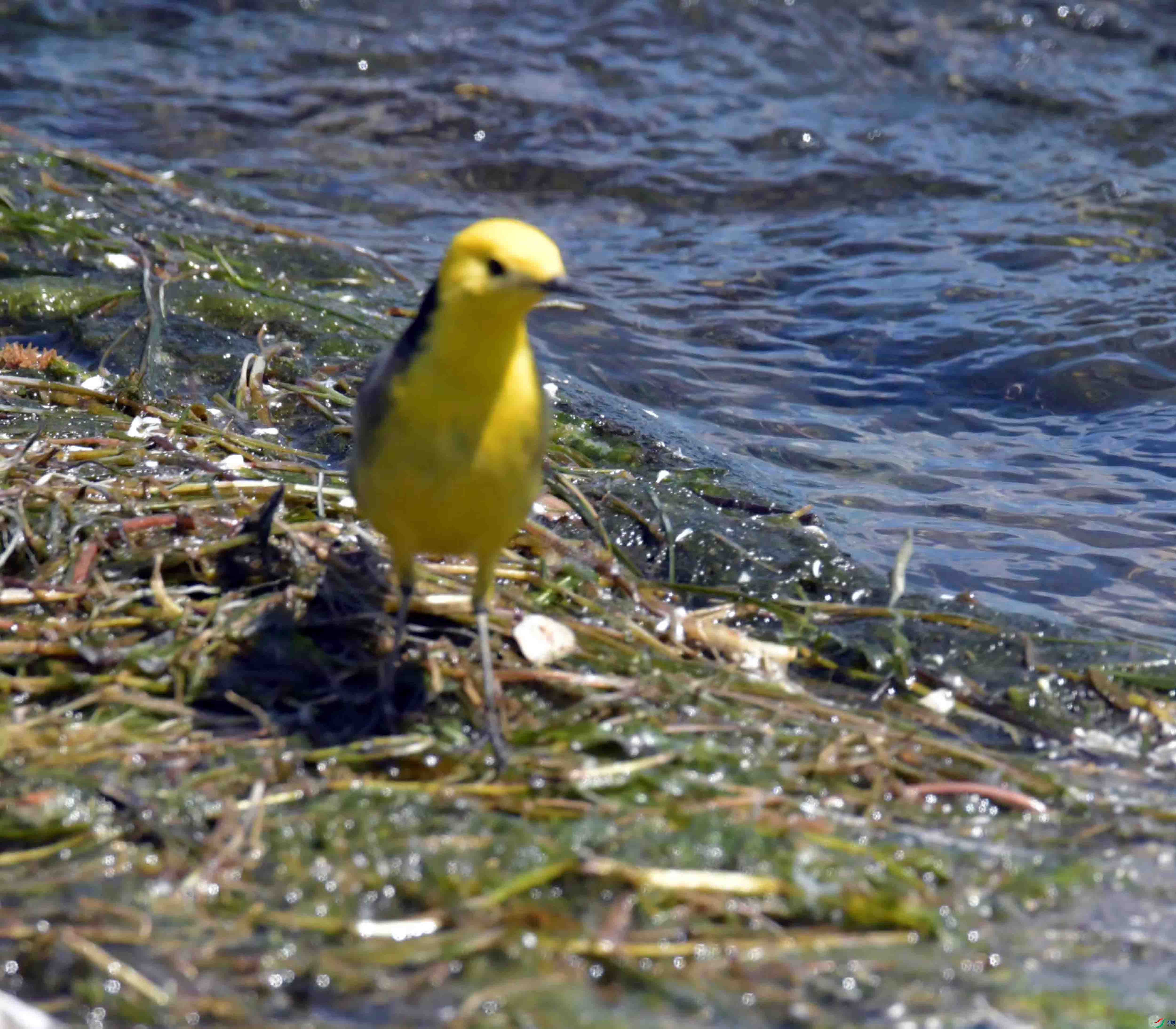 DSC_0224.JPG