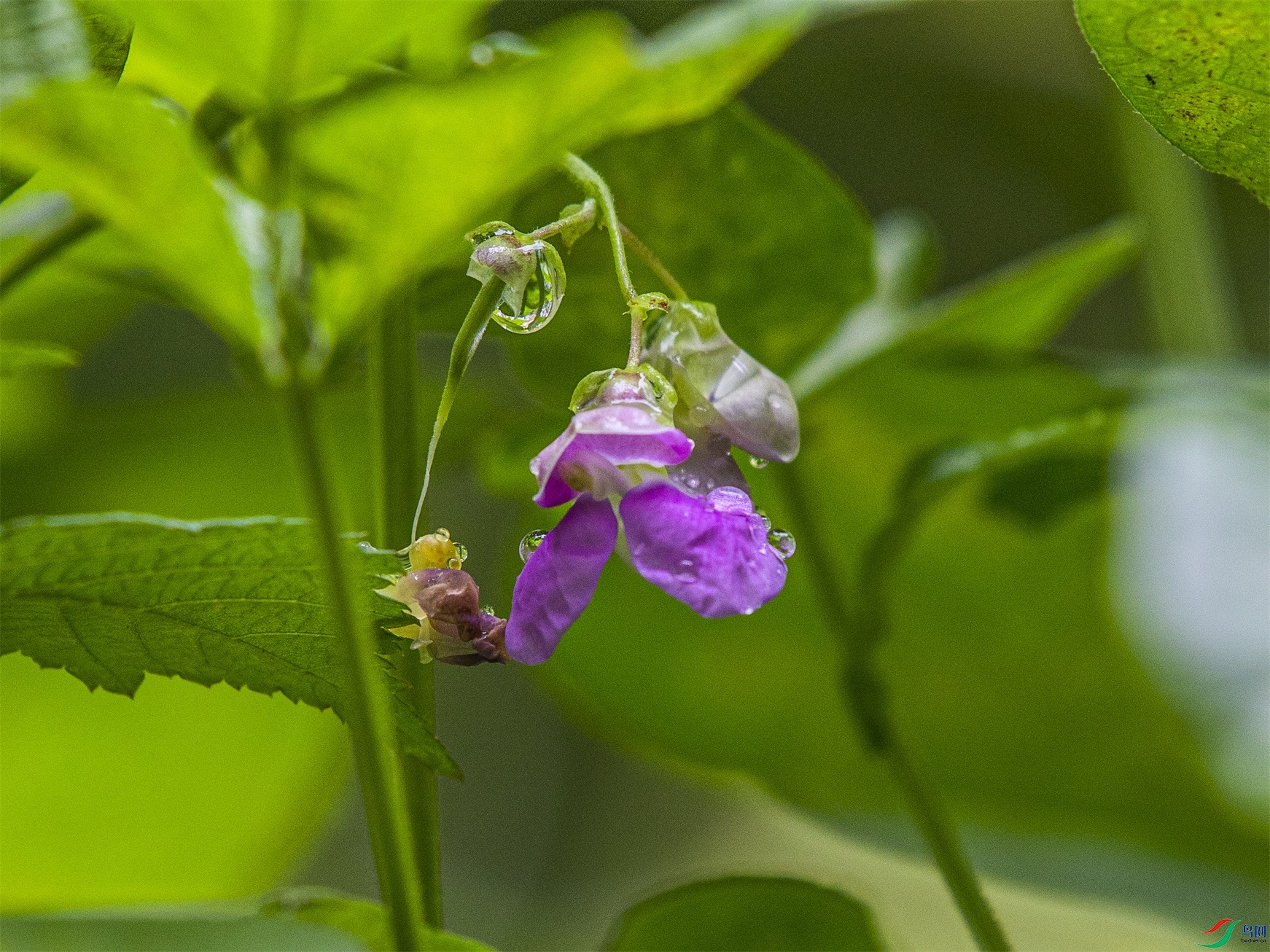 CY4A9951 ����1.jpg