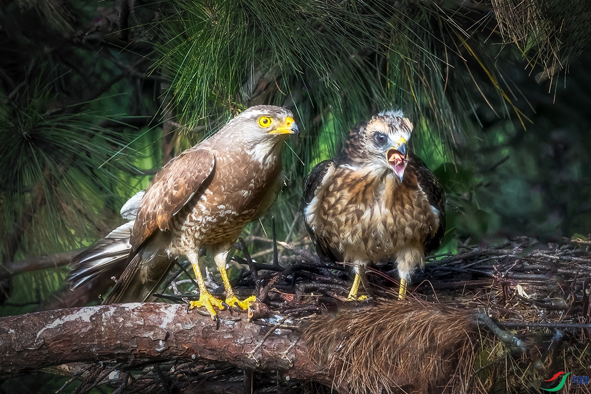 �����\ӥ----������ʳ�Ľ���