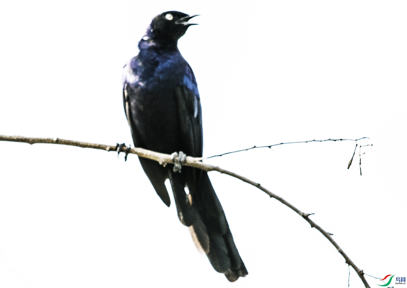 DSC_5257.jpg