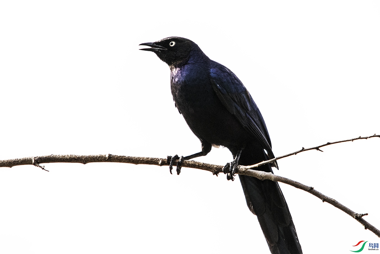 DSC_5245.jpg