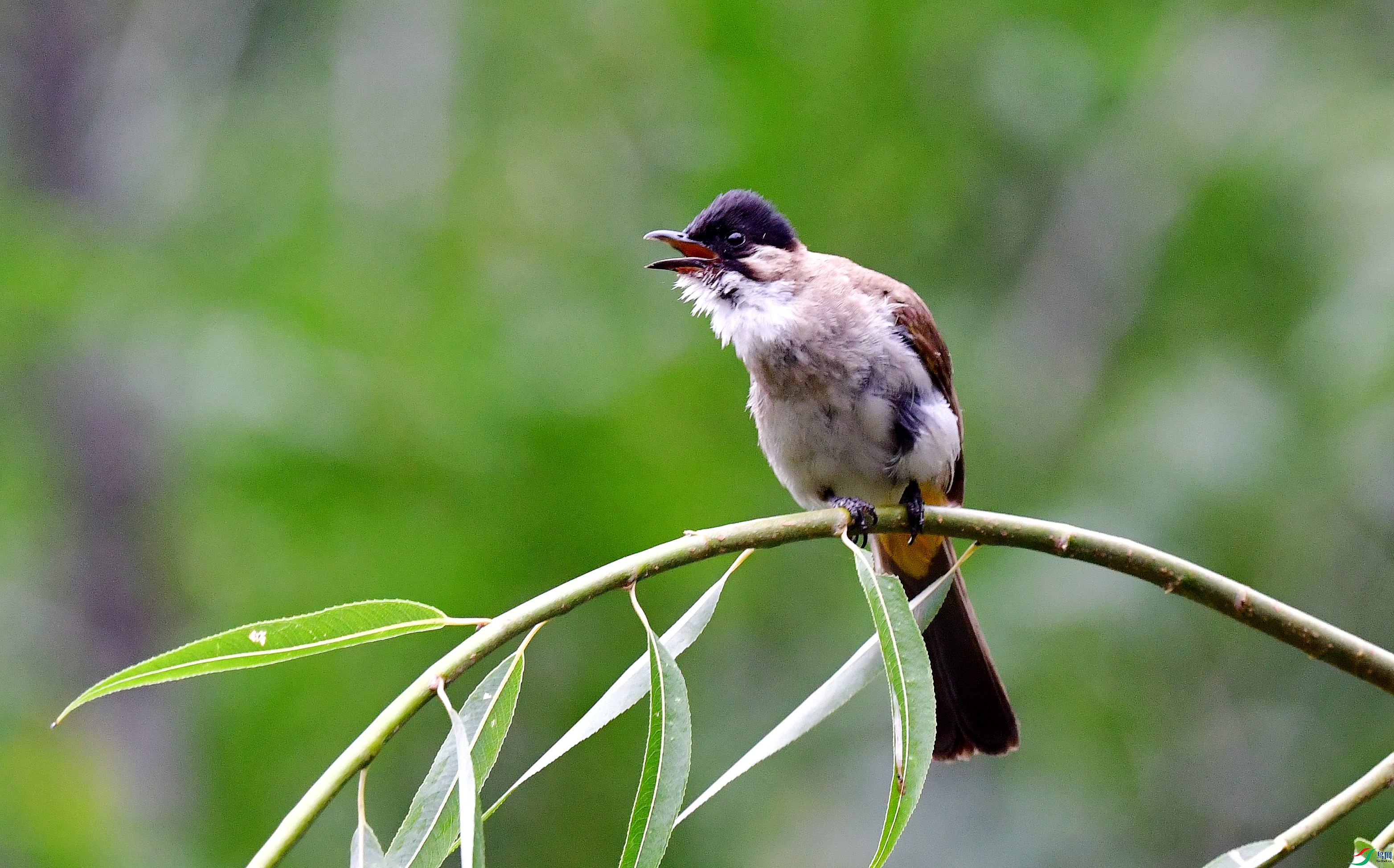 DSC_5113_conew2.jpg