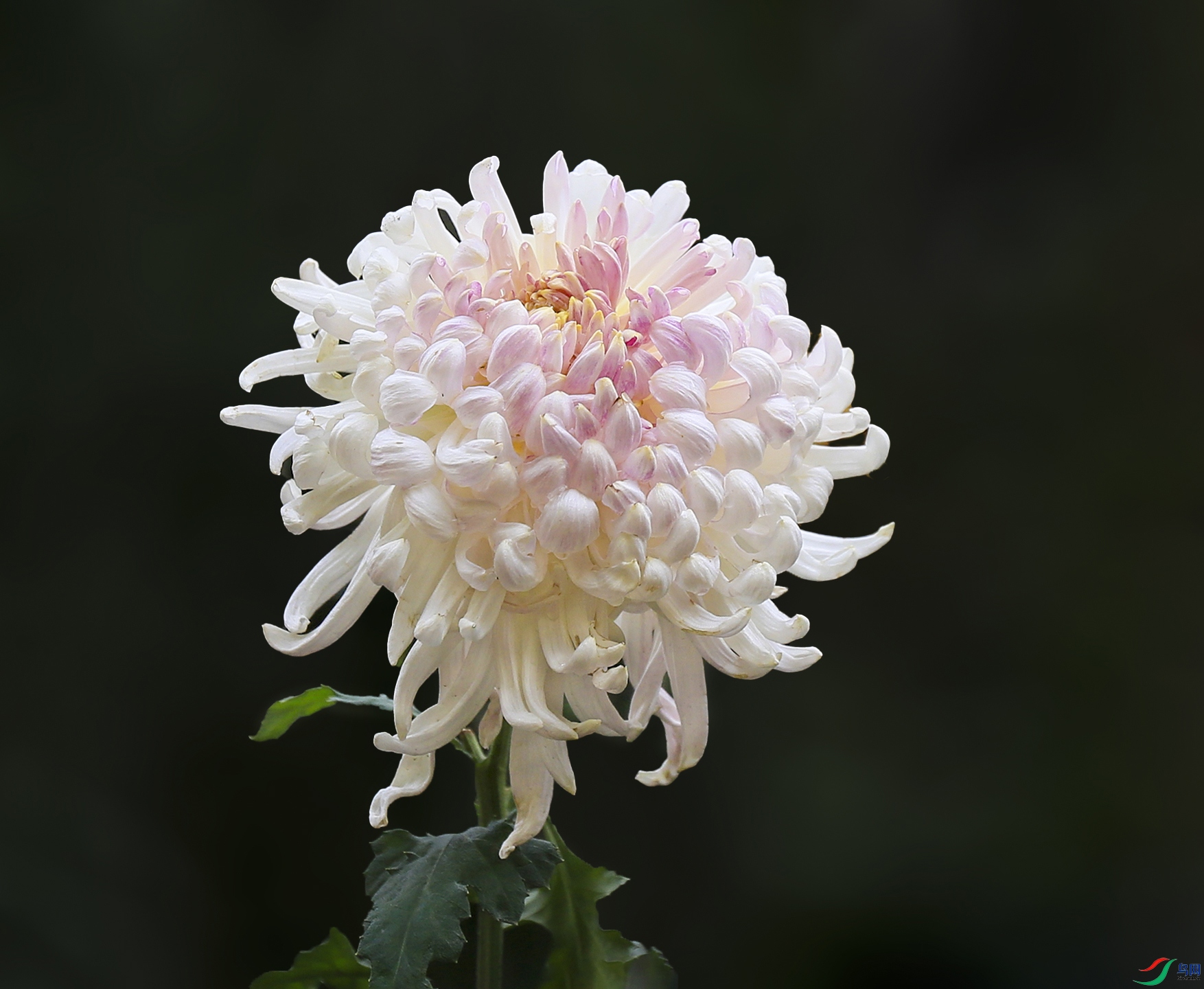 0016958322U9A0906����8750����� 1000k.jpg