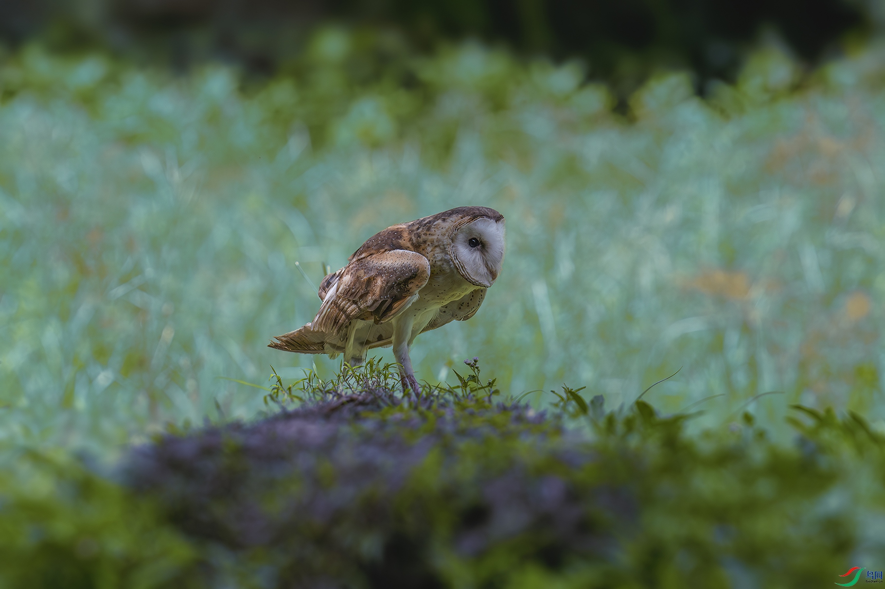 DSC_6533-����ǿ-NR ���� 2.jpg