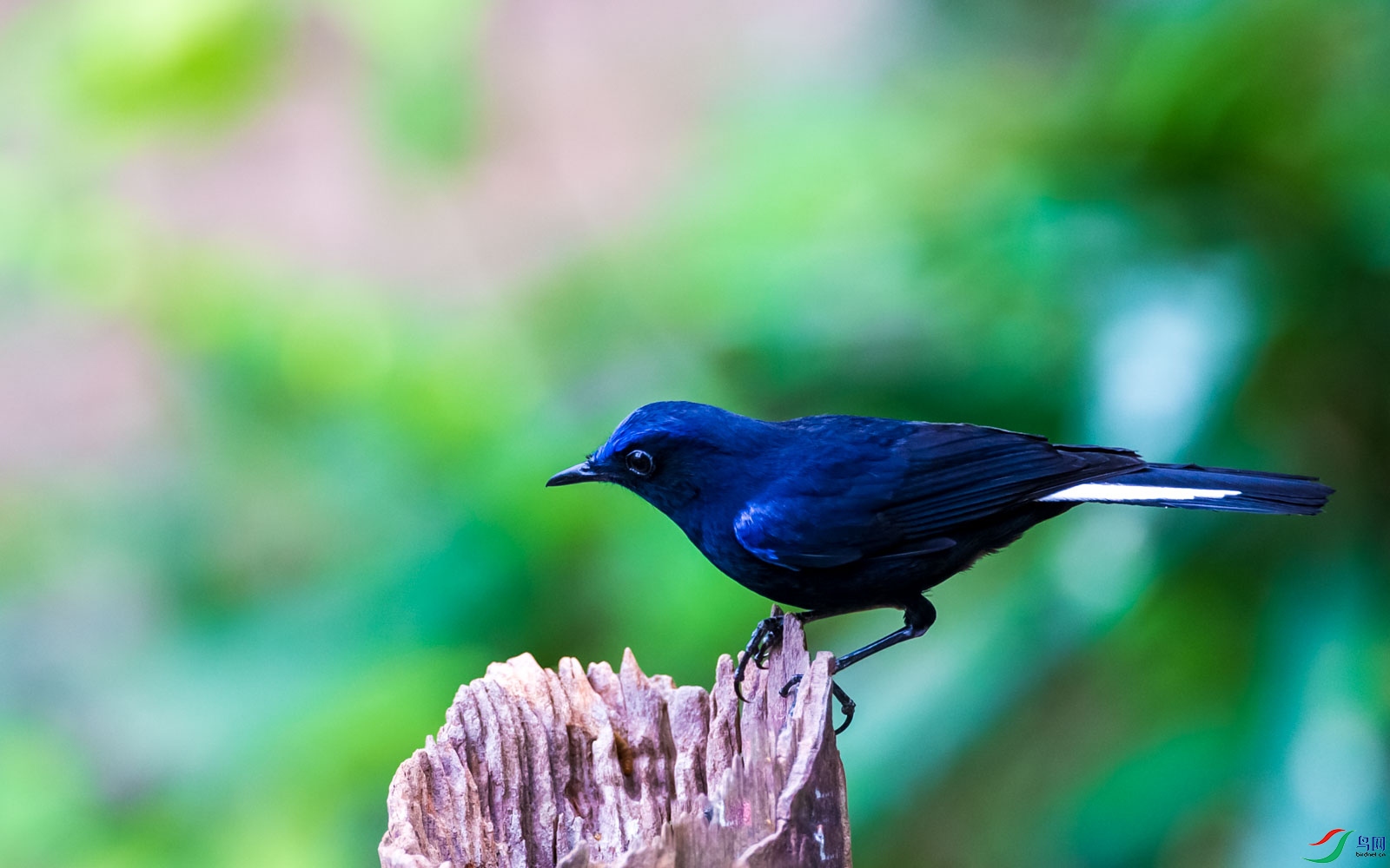 ��β�����