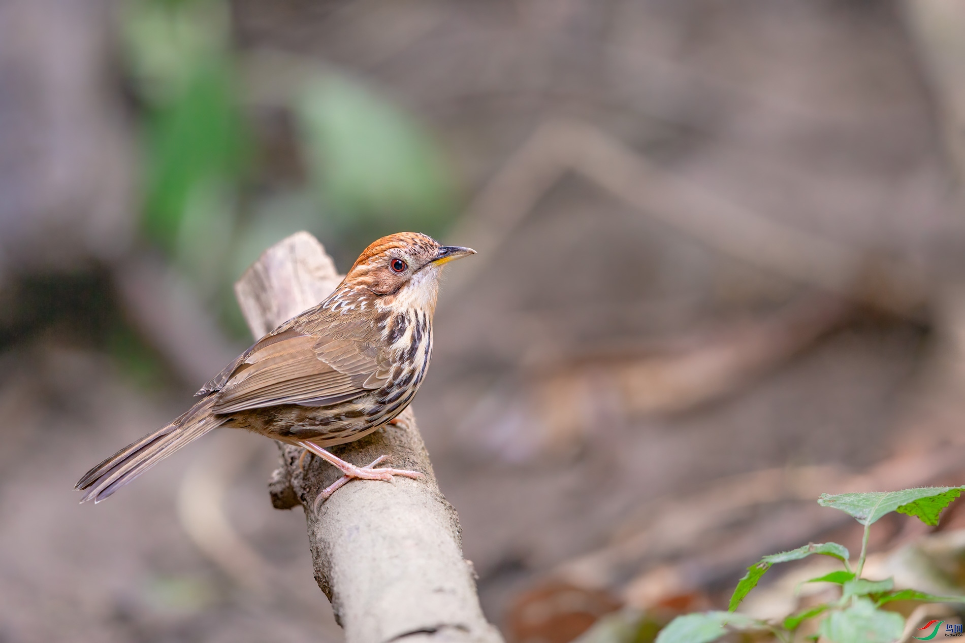 a_72116-1.jpg