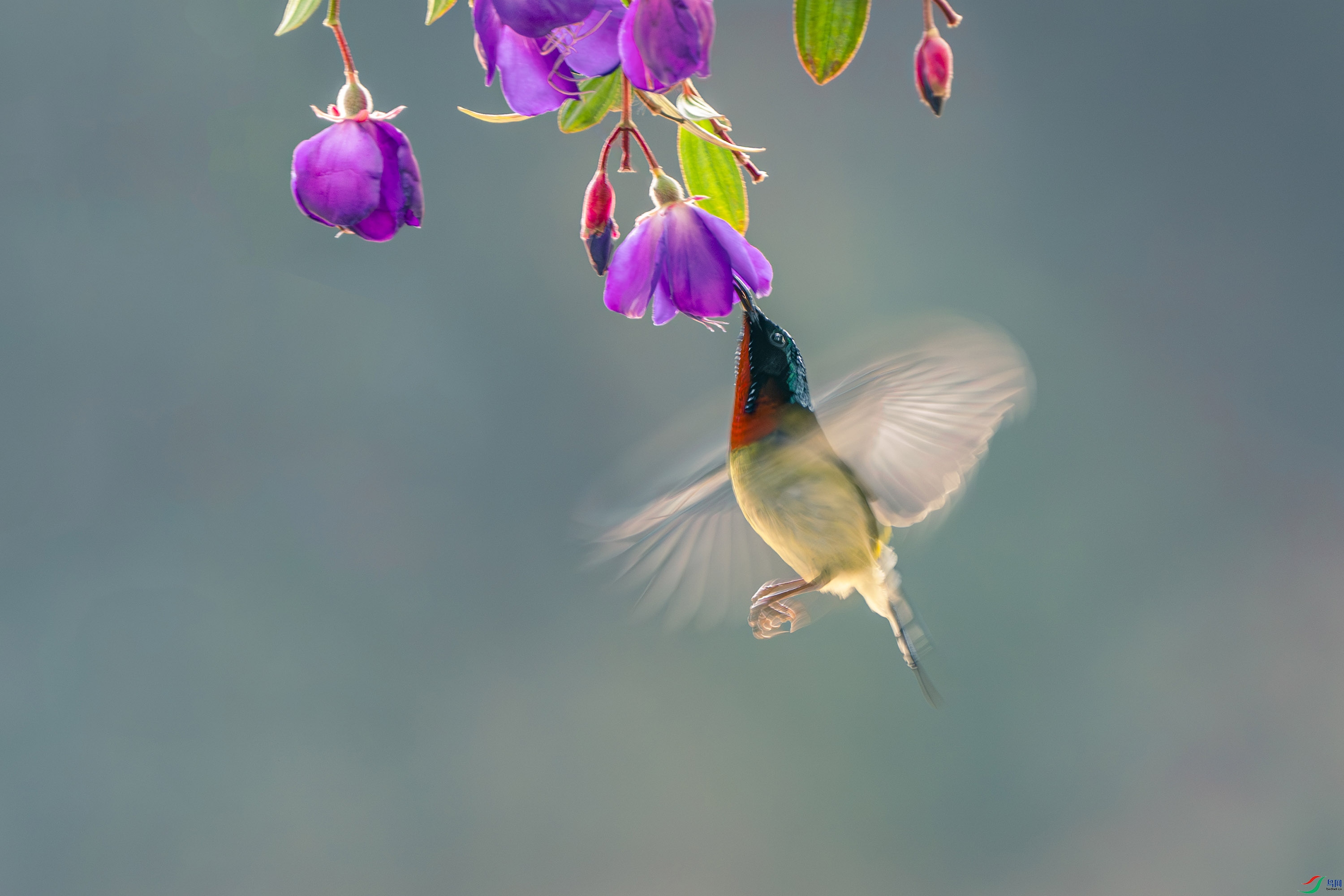 _ZZX7311-����ǿ-NR ���� 2.jpg