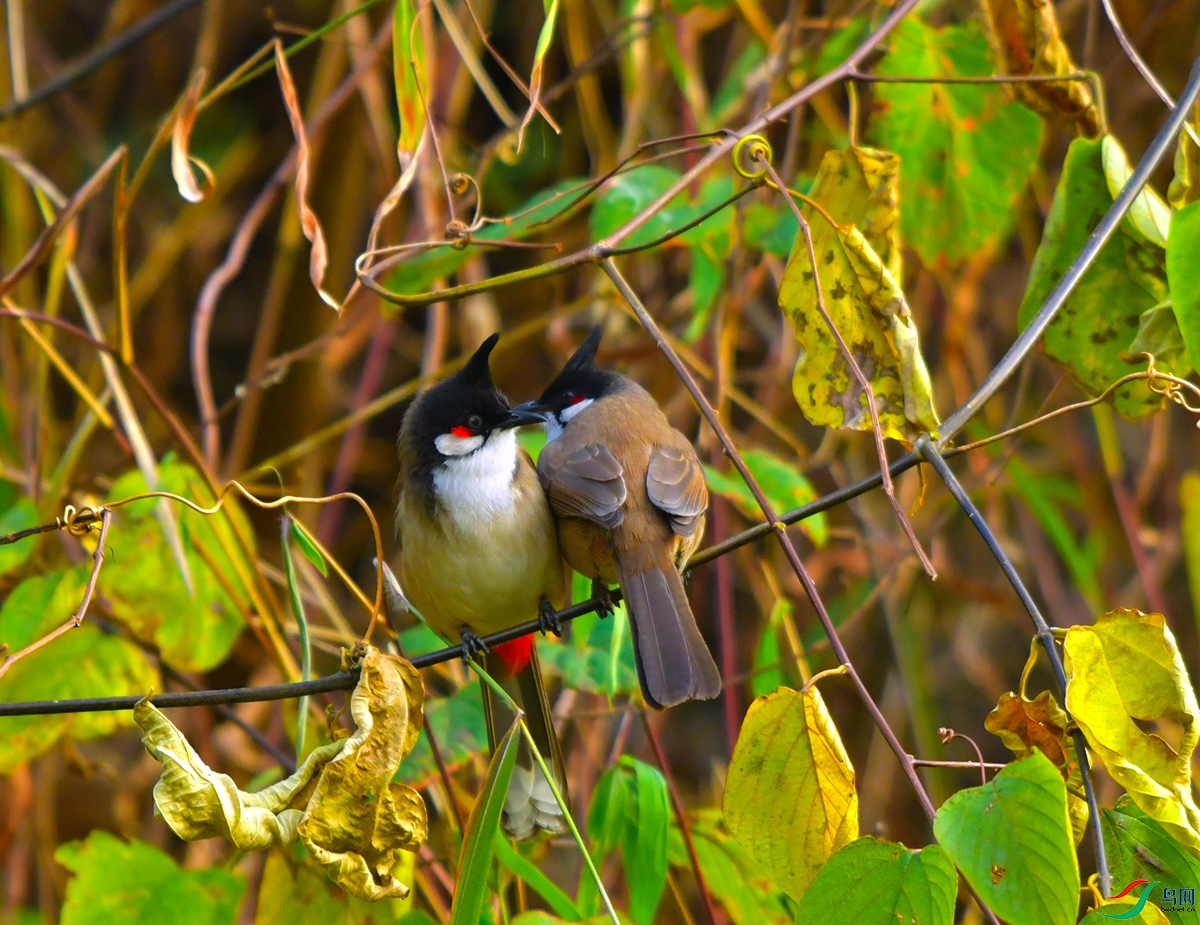 DSC_1426.JPG