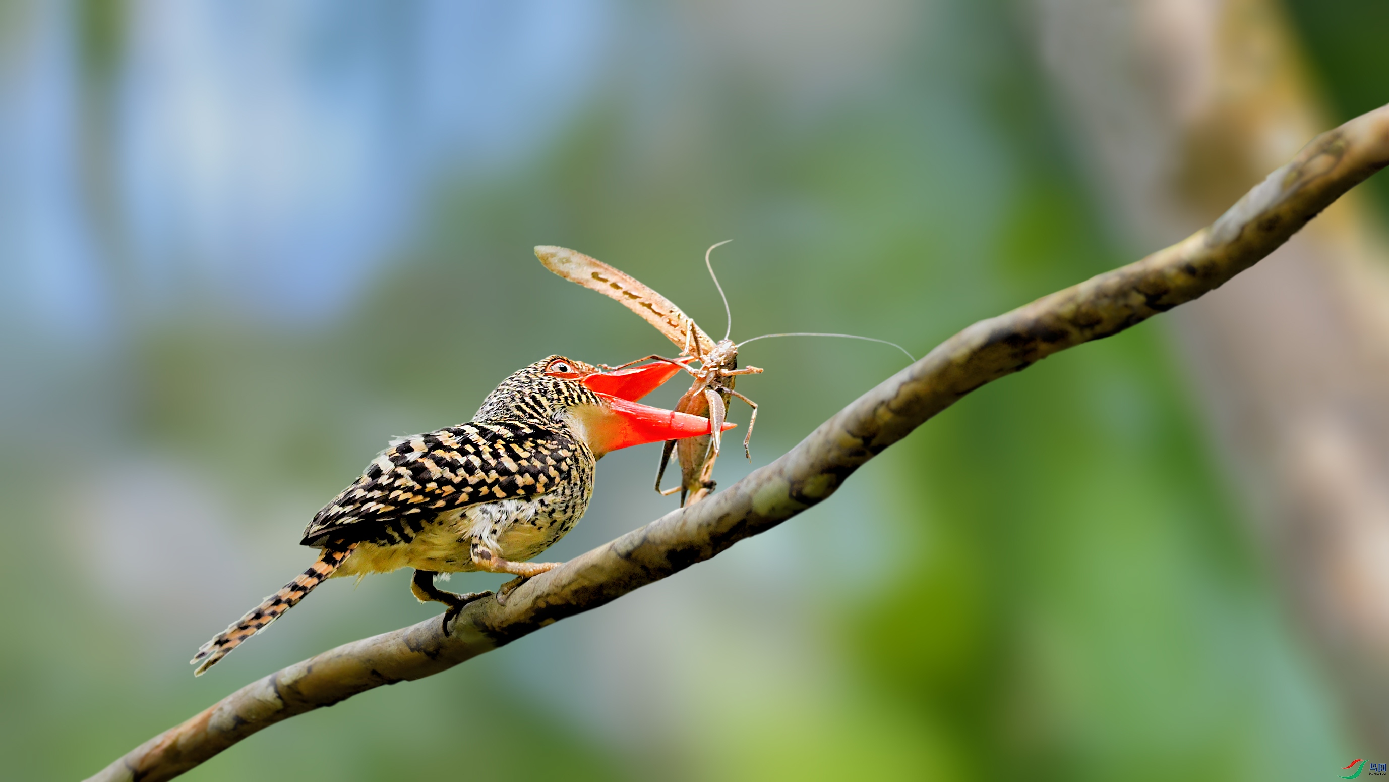 ��ߴ���DSC_2518.jpg