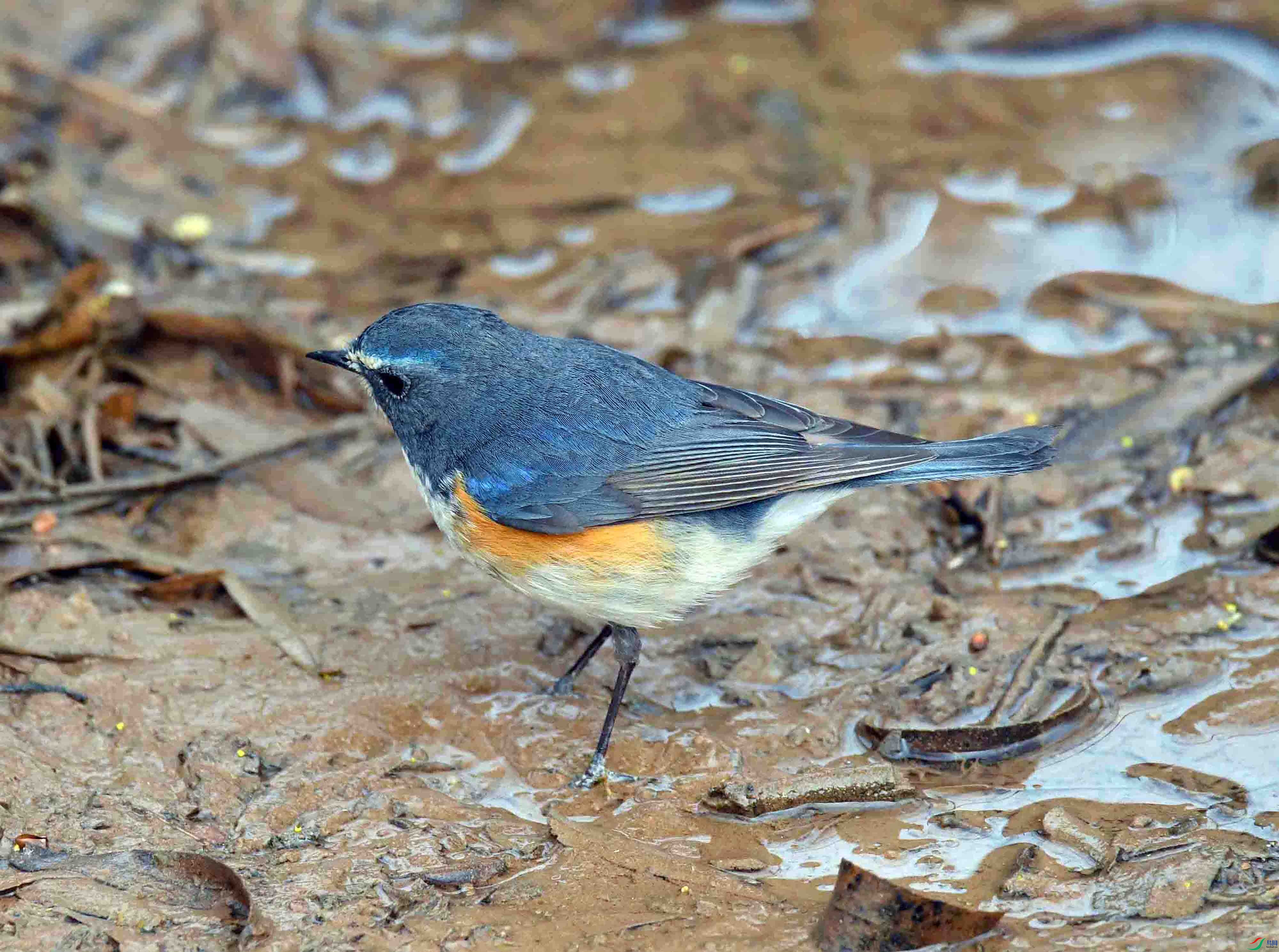 DSC_1513.JPG