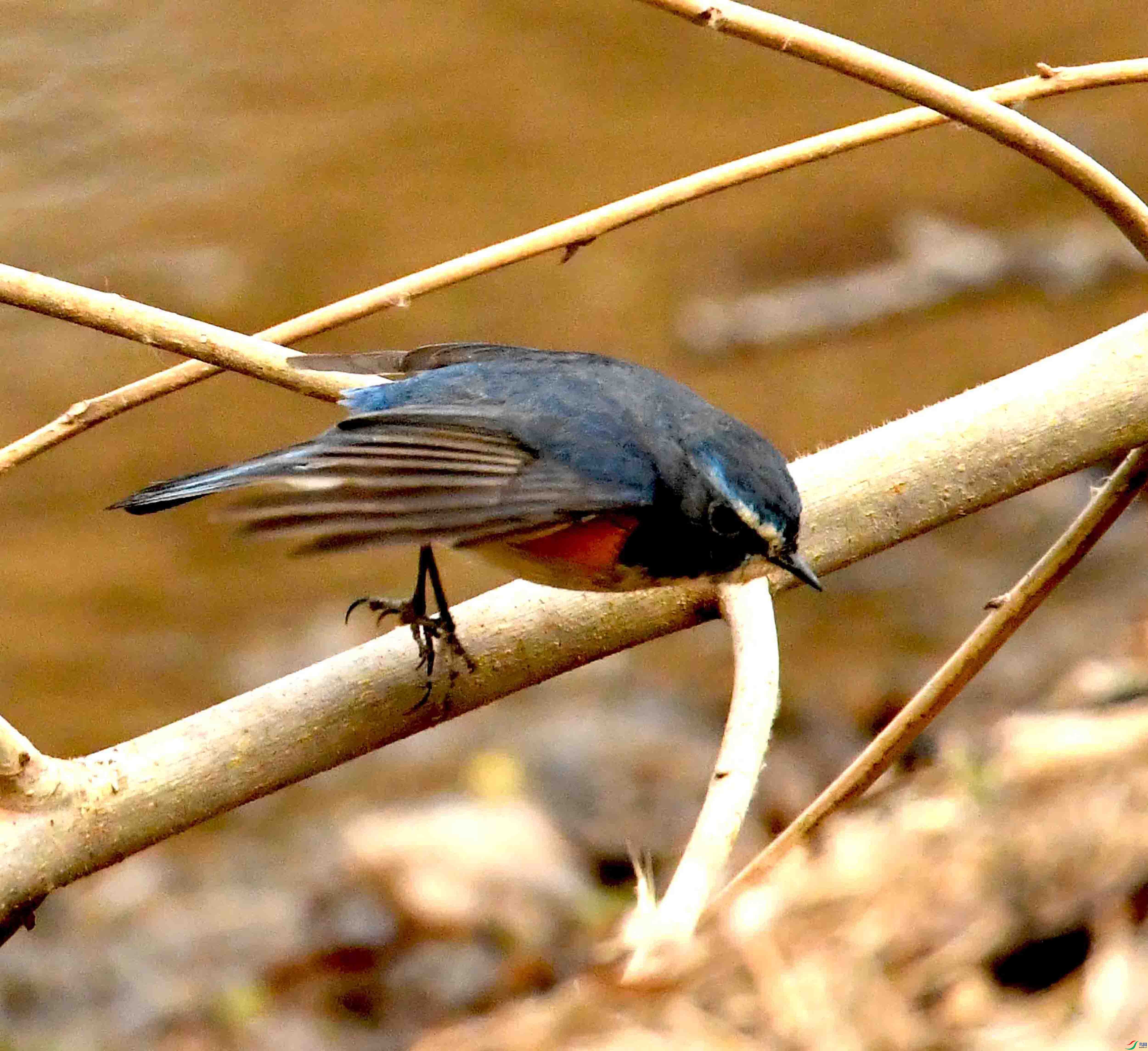 DSC_1580.JPG