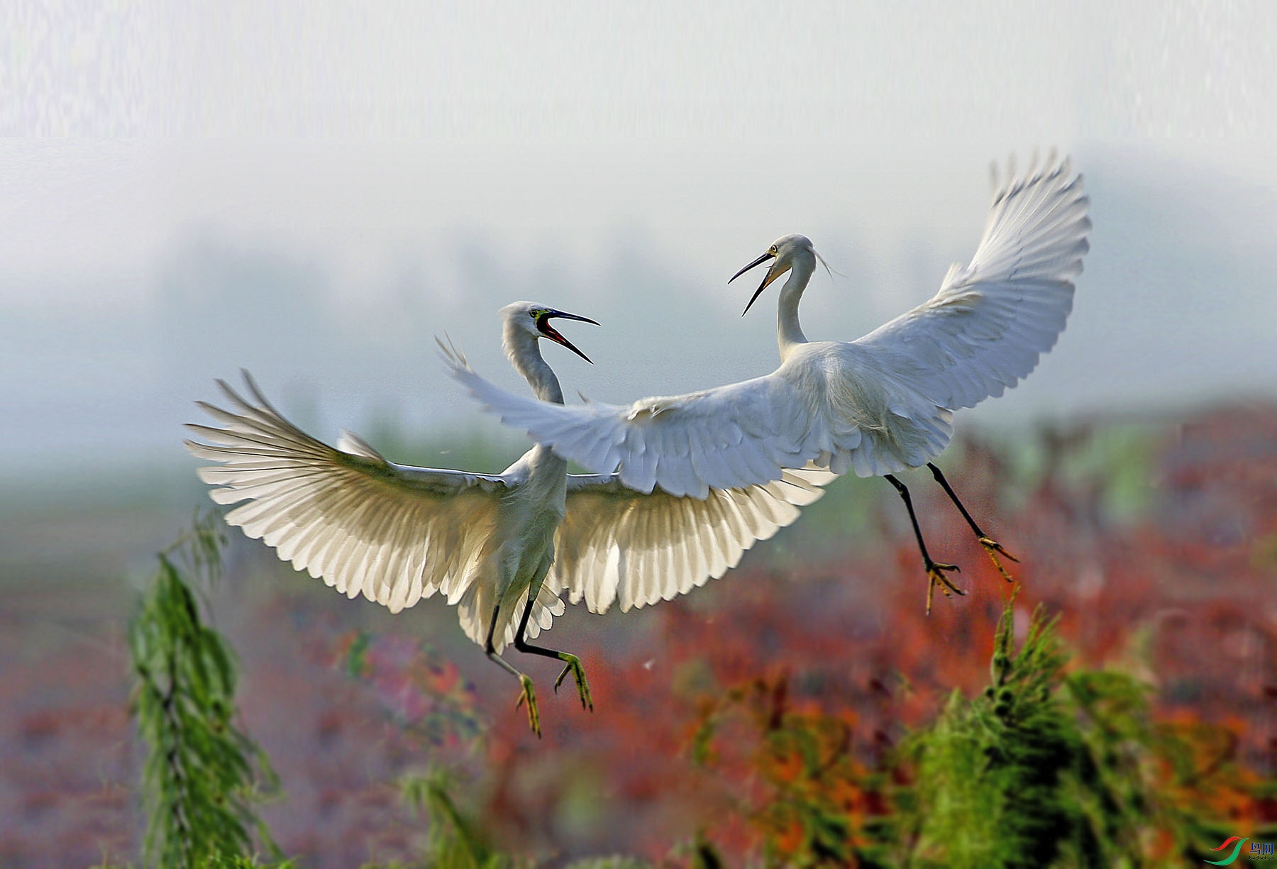 IMG_9638mv.jpg
