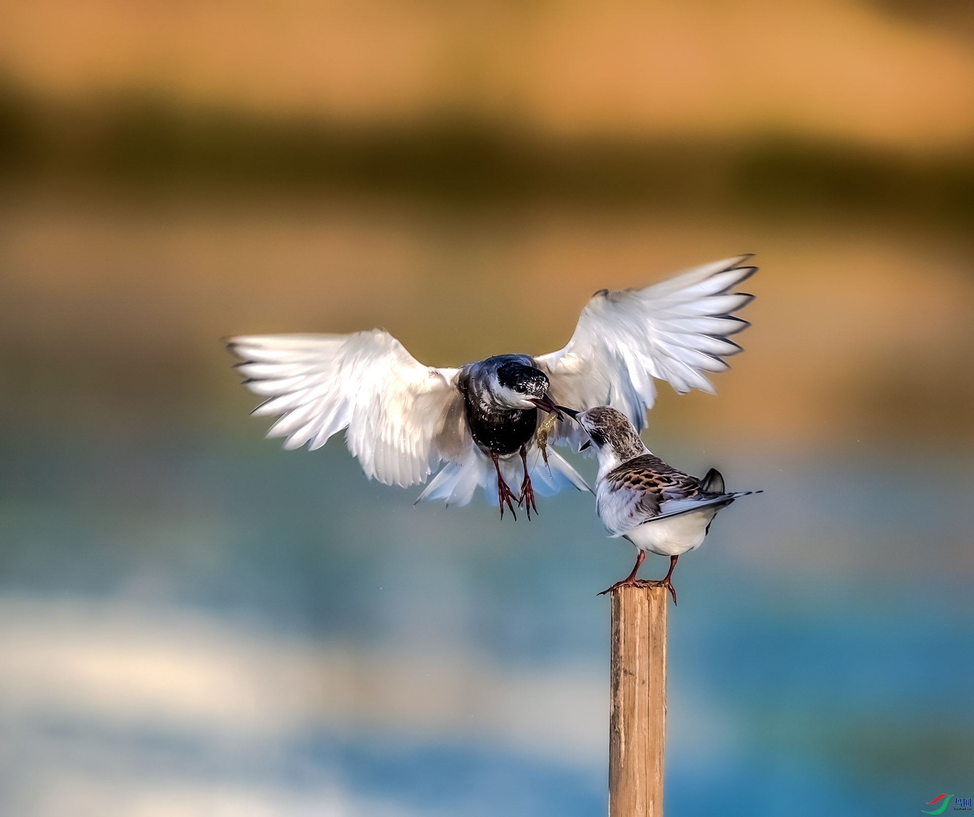 �Ҷ���