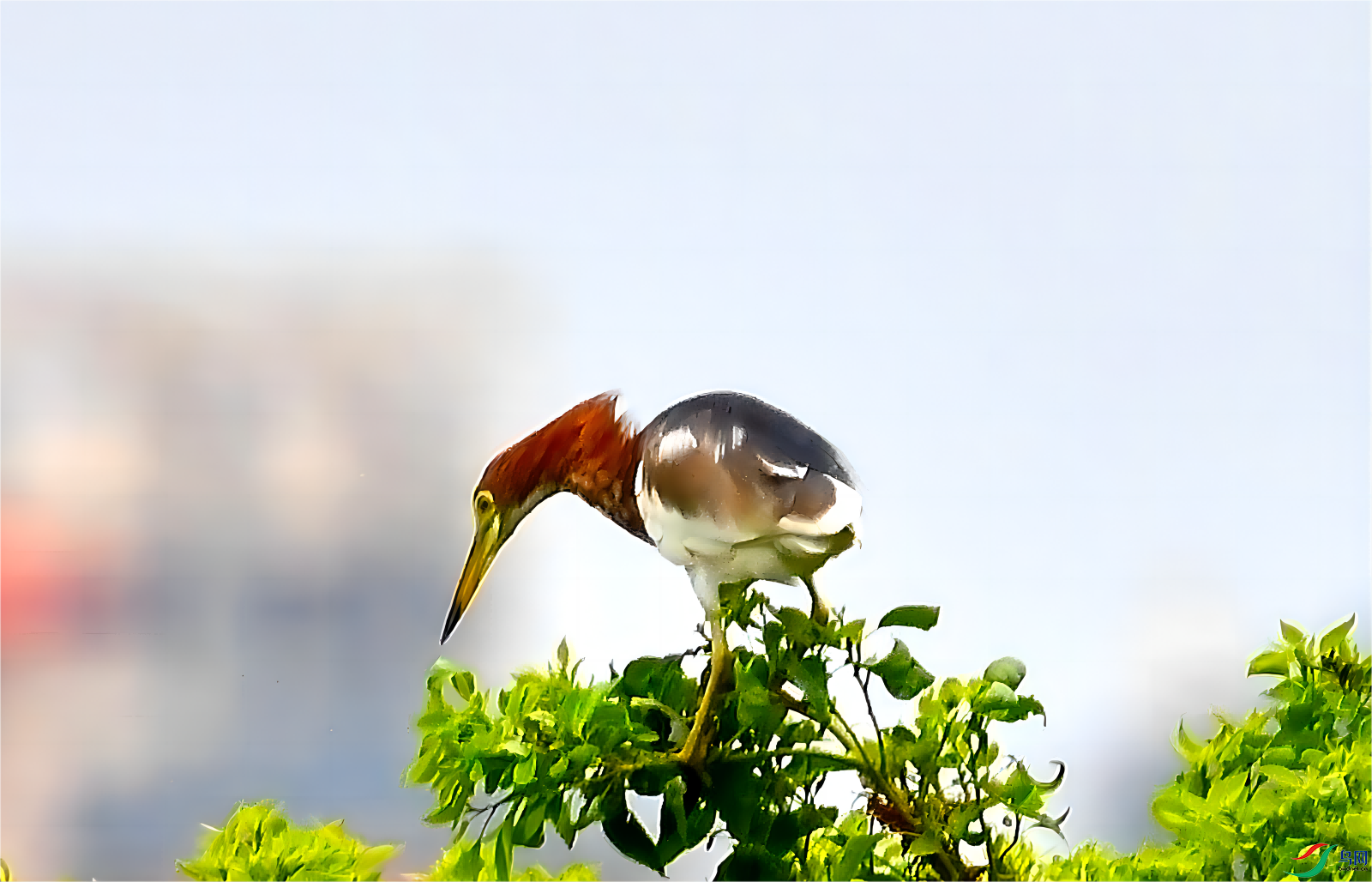 ����Ŀ��