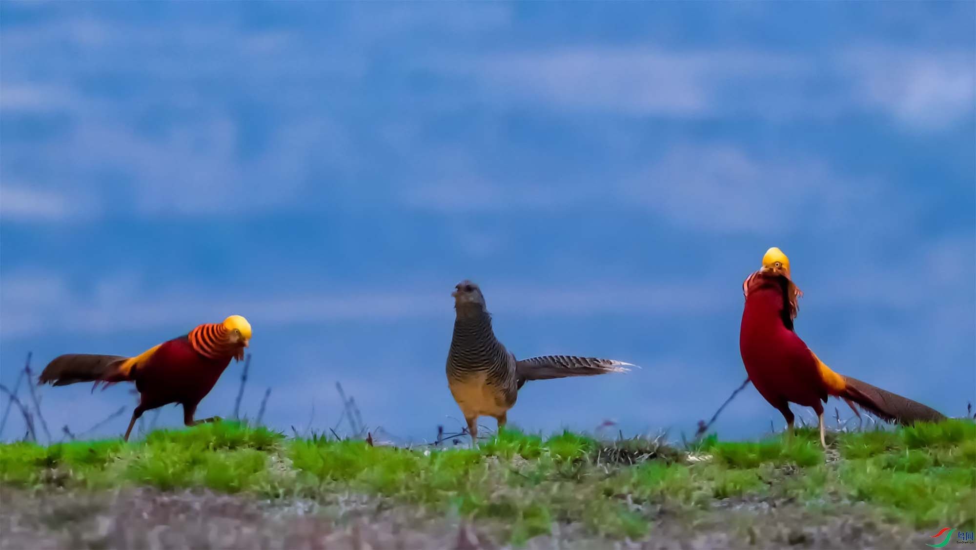 �츹����