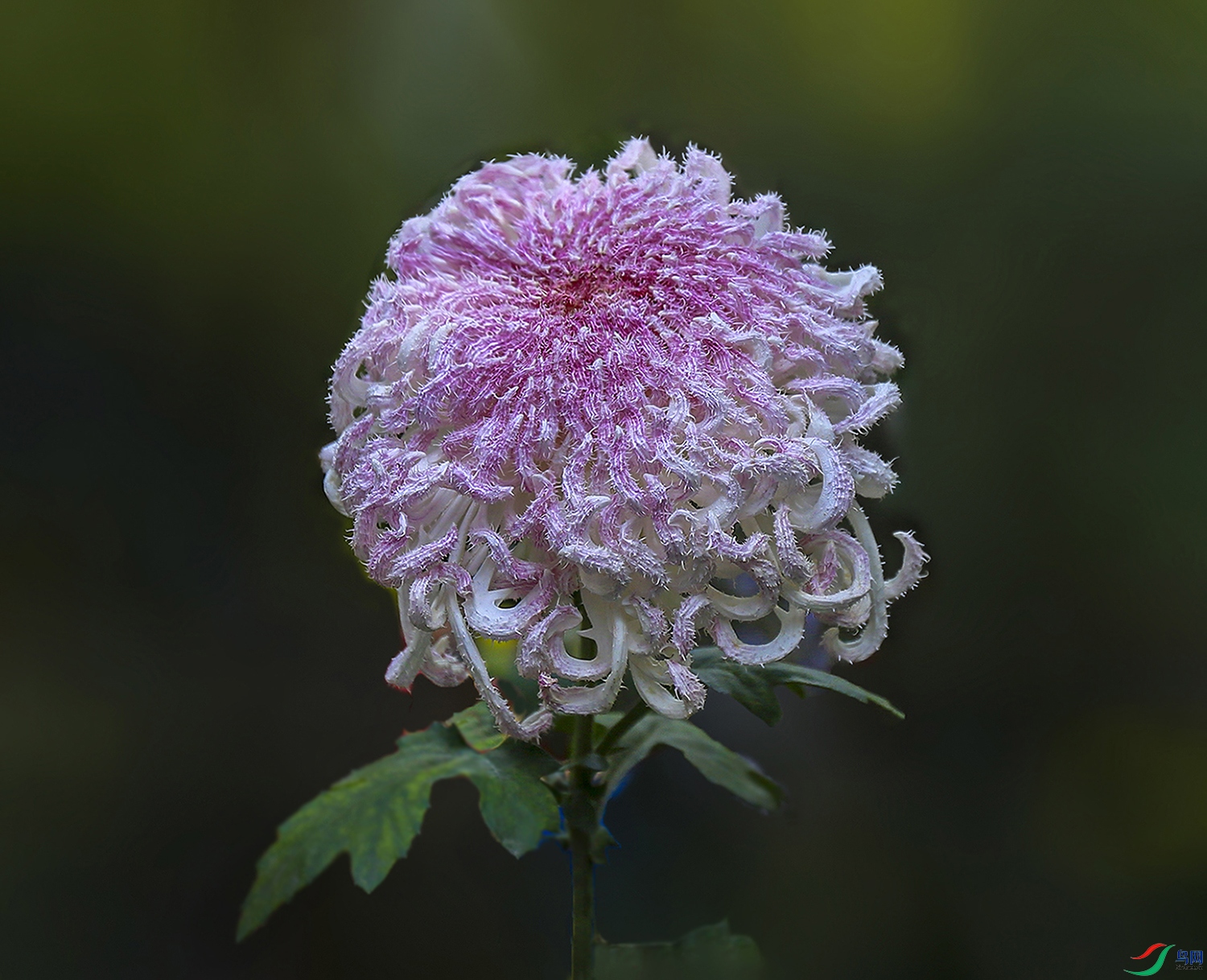 0017058322U9A0907�۹� 1000k ����.jpg