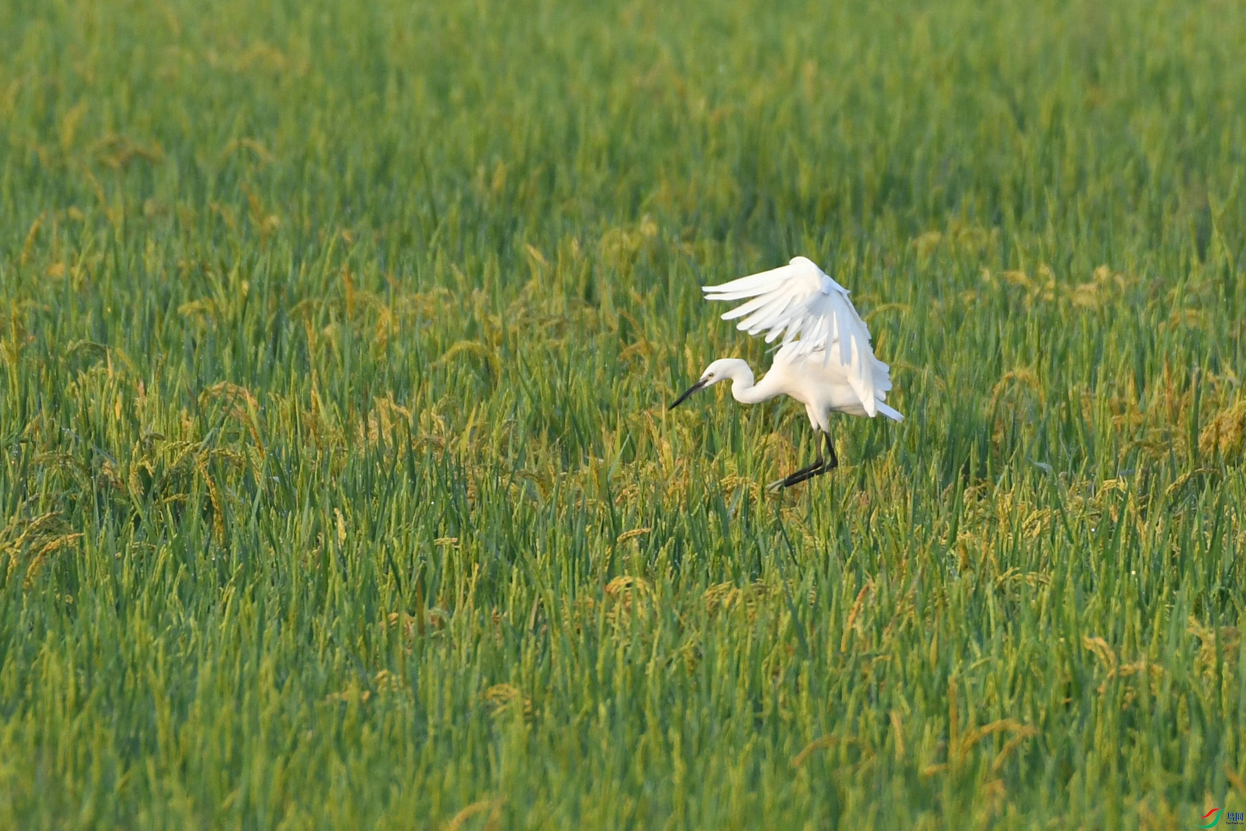 DSC_6409.JPG