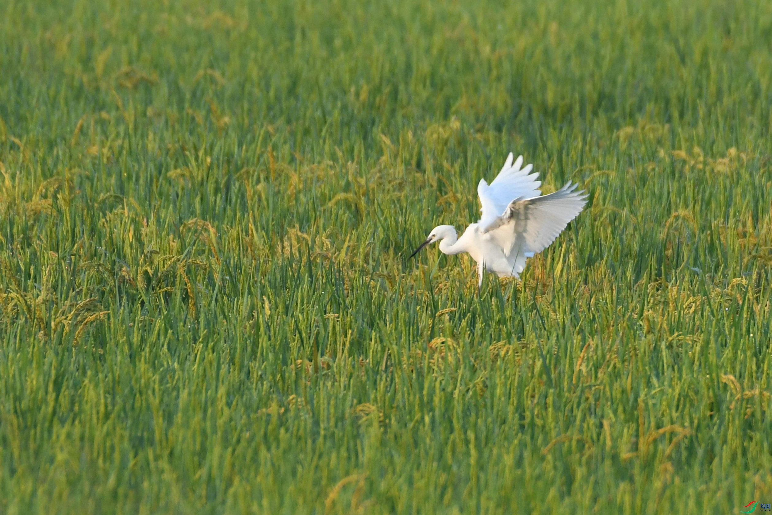 DSC_6410.JPG