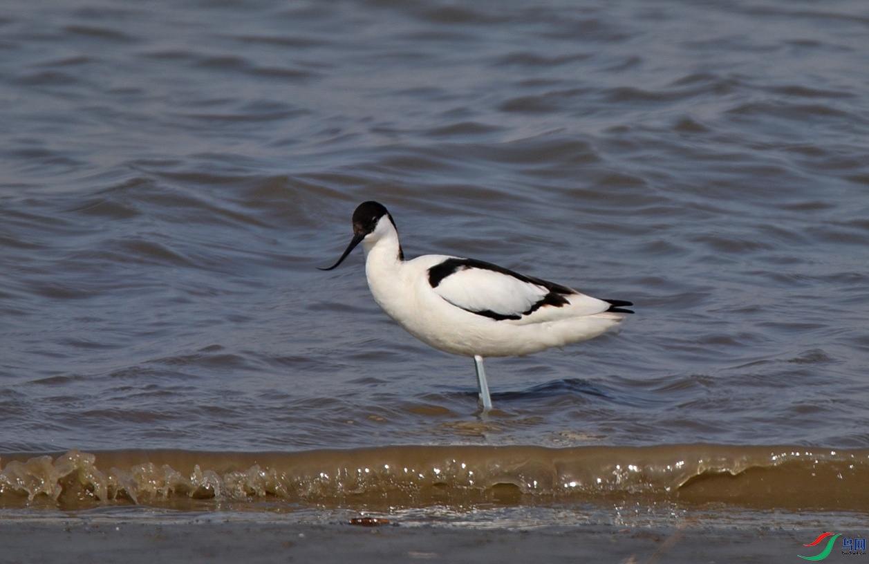 DSC_4252.jpg