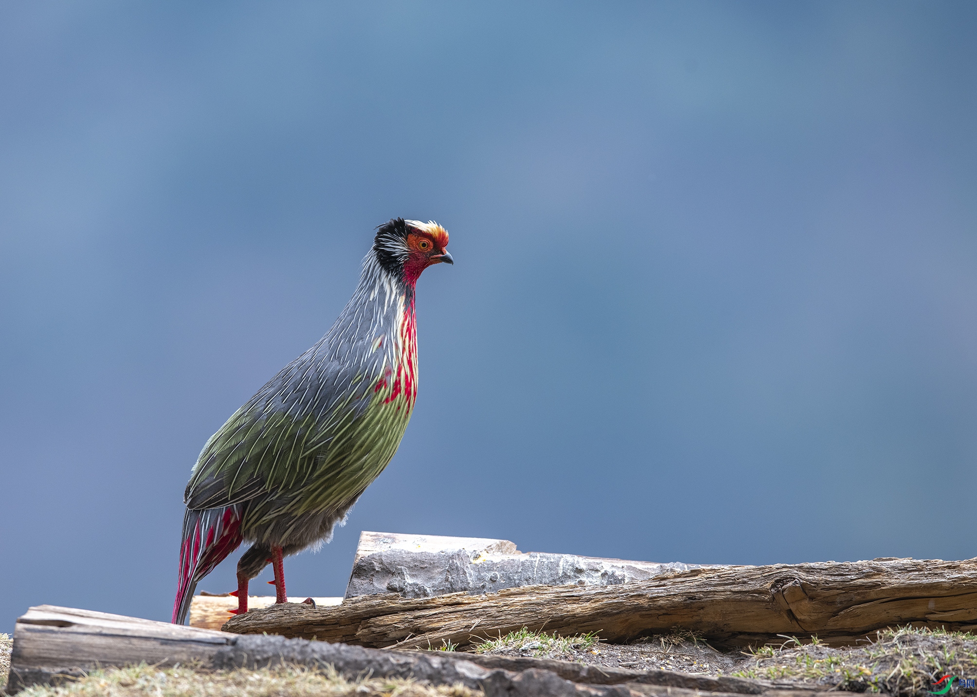 4915 ����.jpg