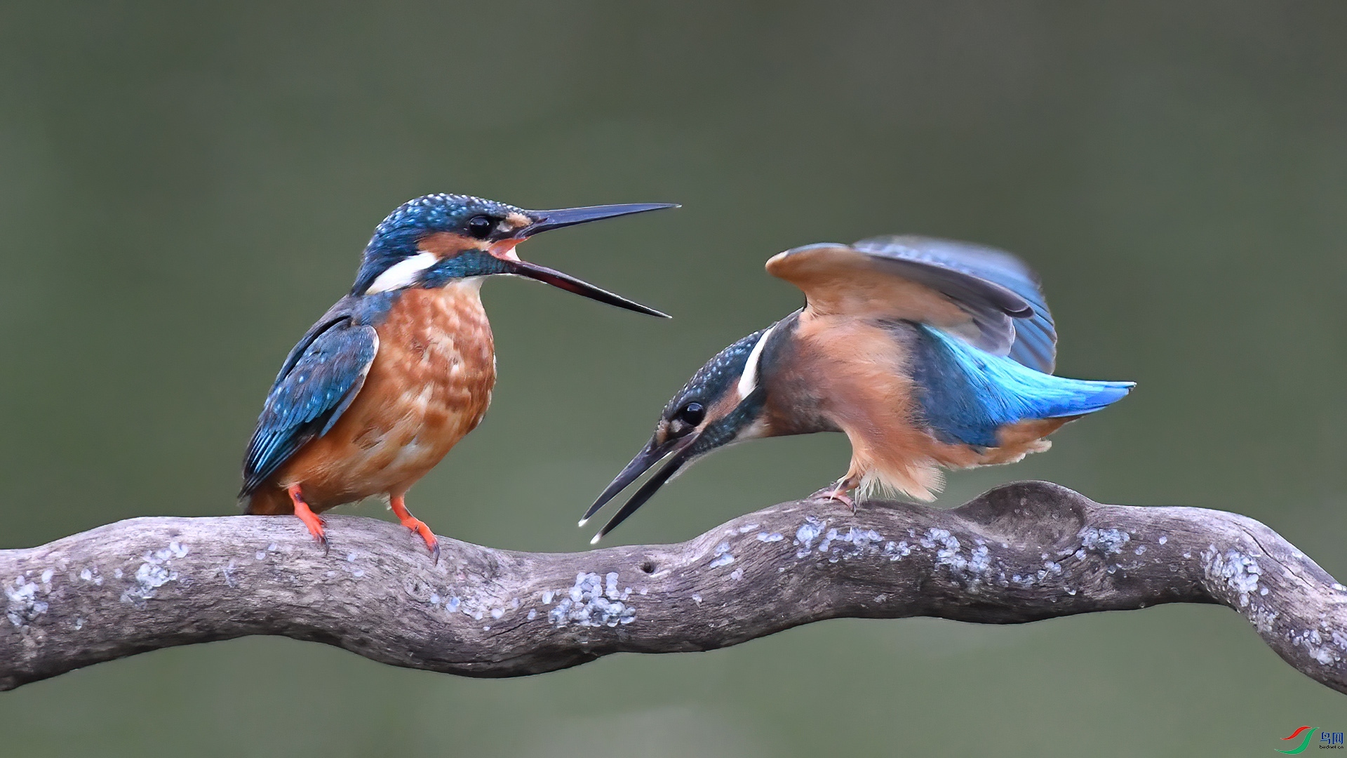 ������ ����.jpg