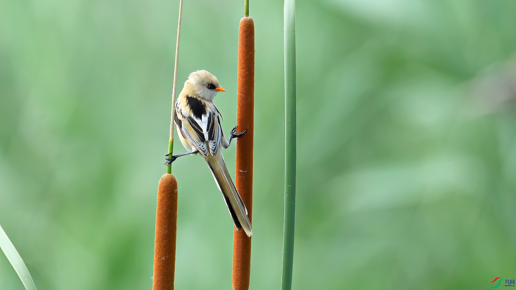 Picture 27058752-1.jpg