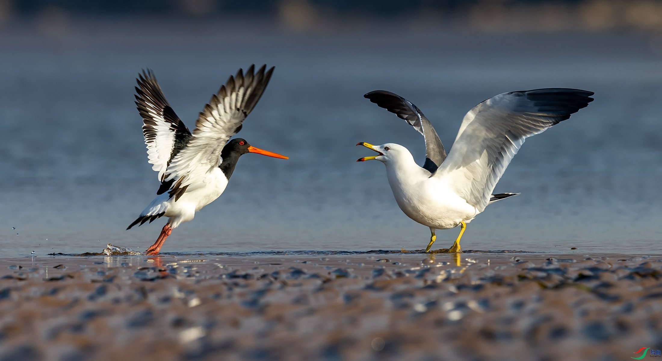 ��Ÿ������