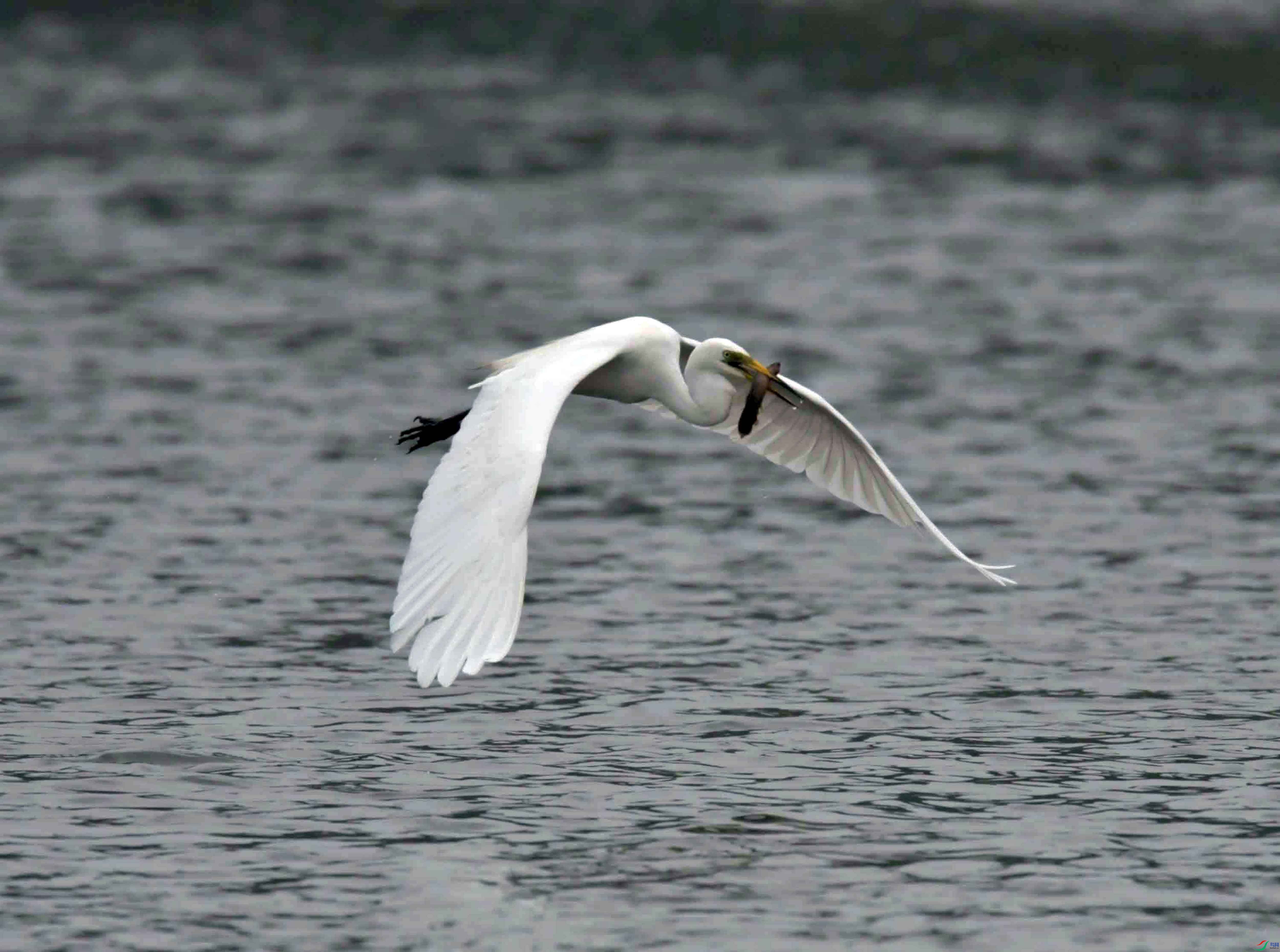 DSC_9036.JPG