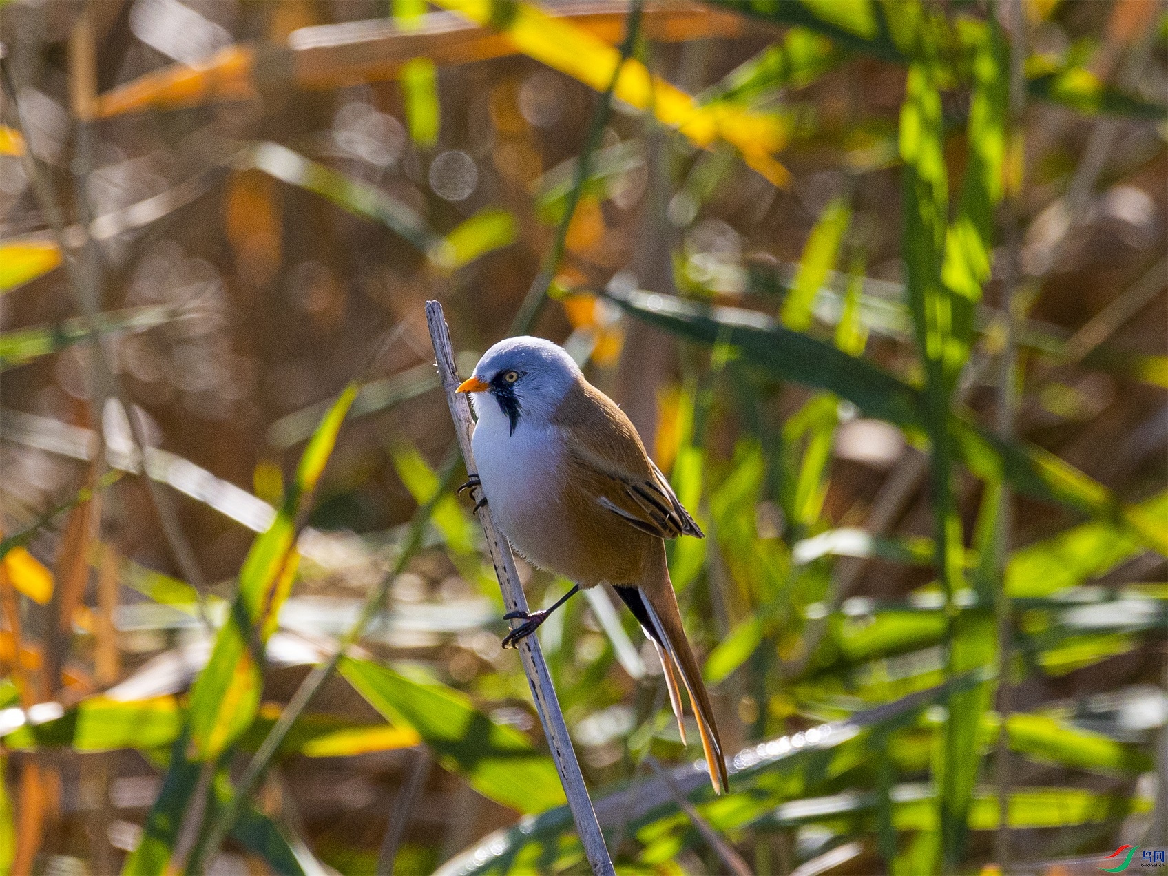 1K3A1556 ����1.jpg