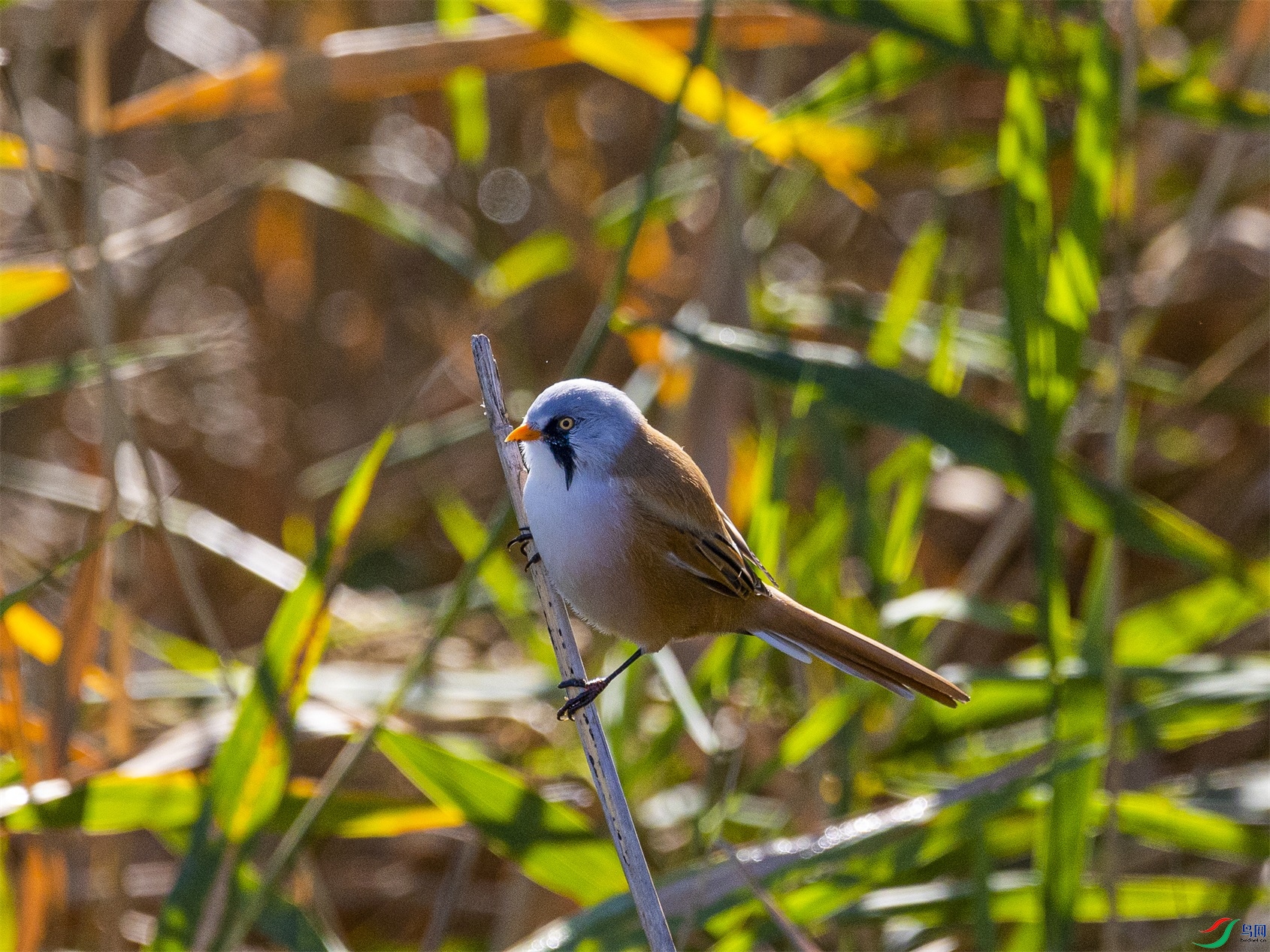 1K3A1557 ����1.jpg