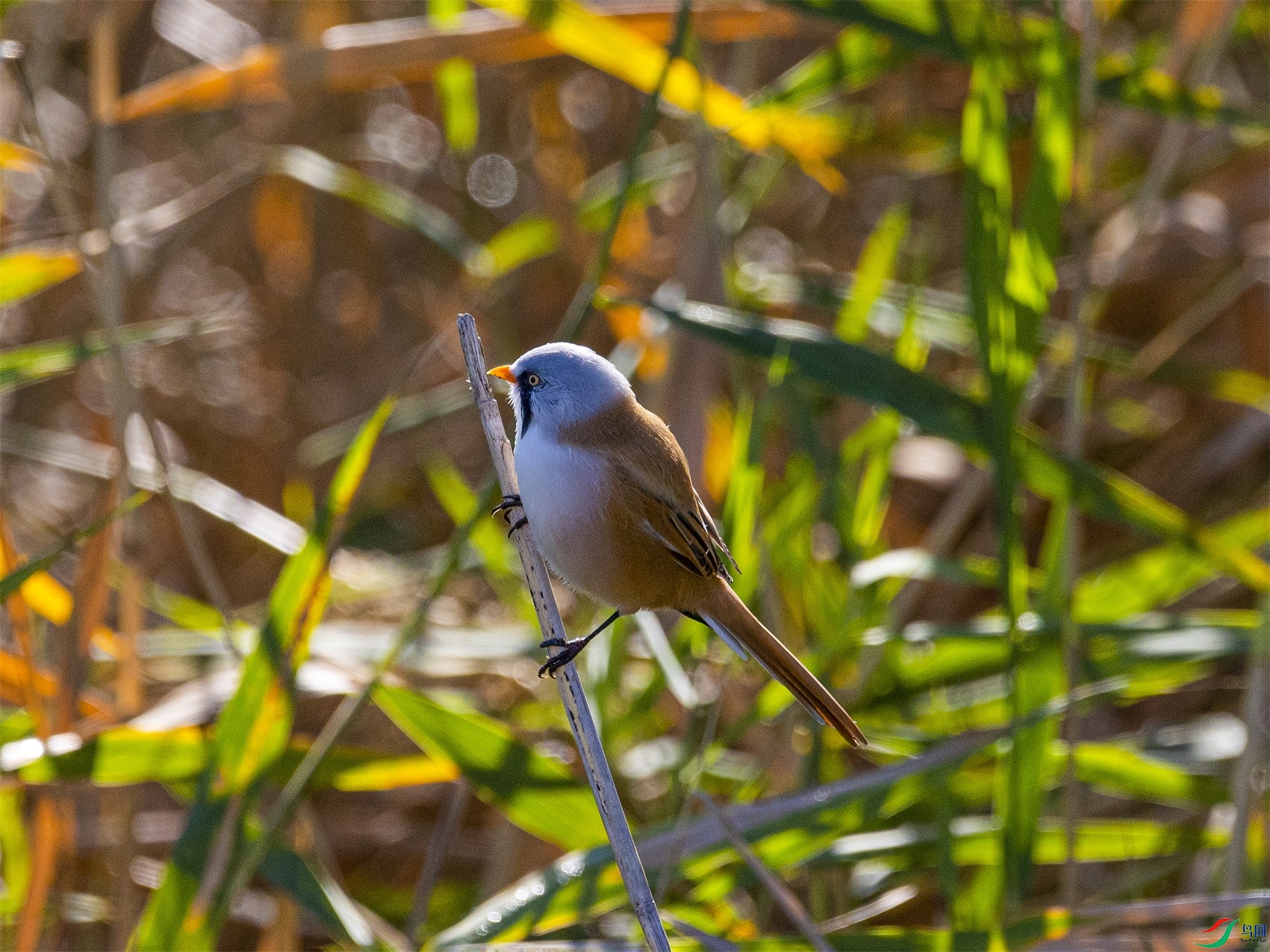 1K3A1555 ����1.jpg